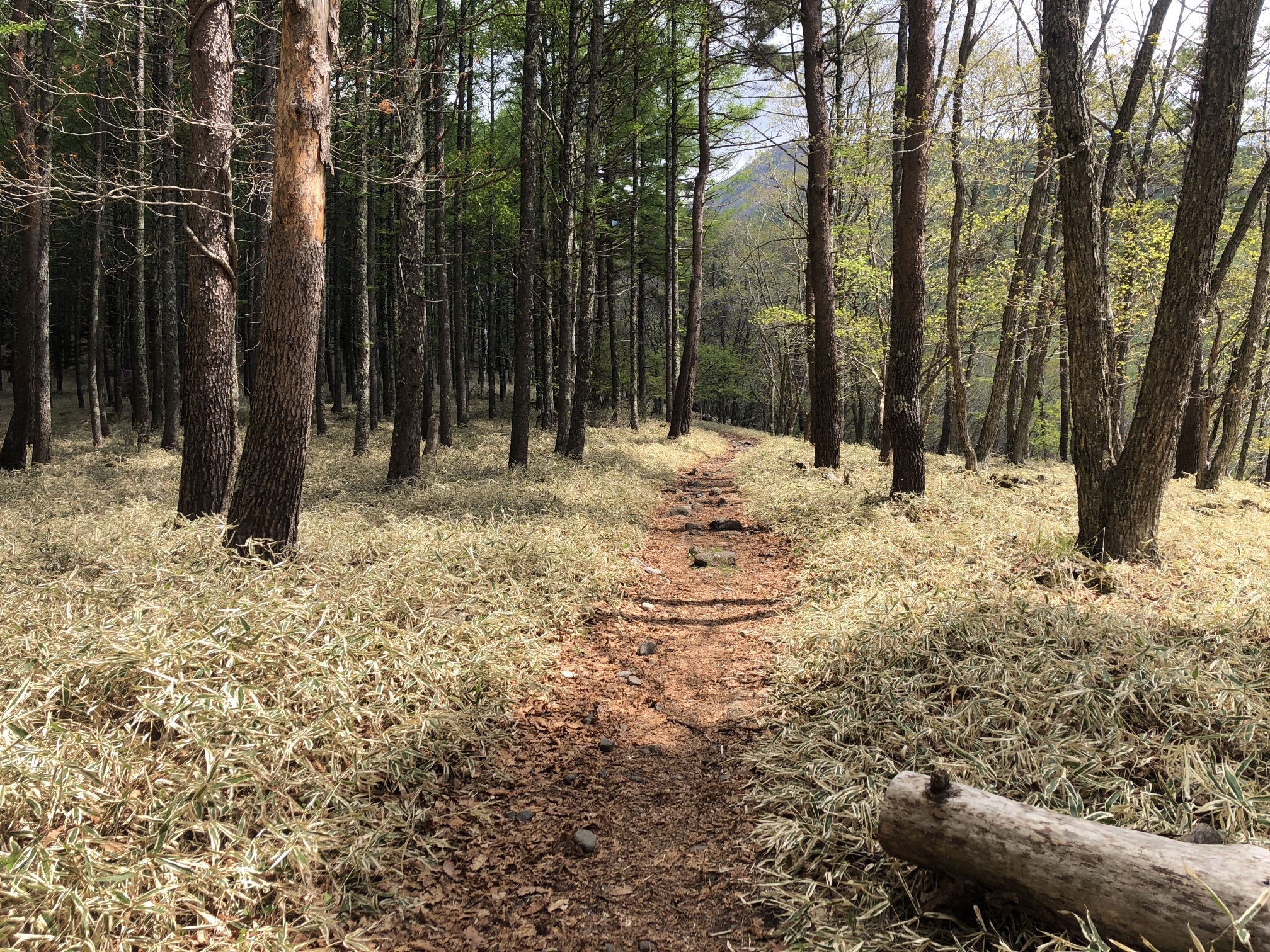 最初は平坦、やや登り。