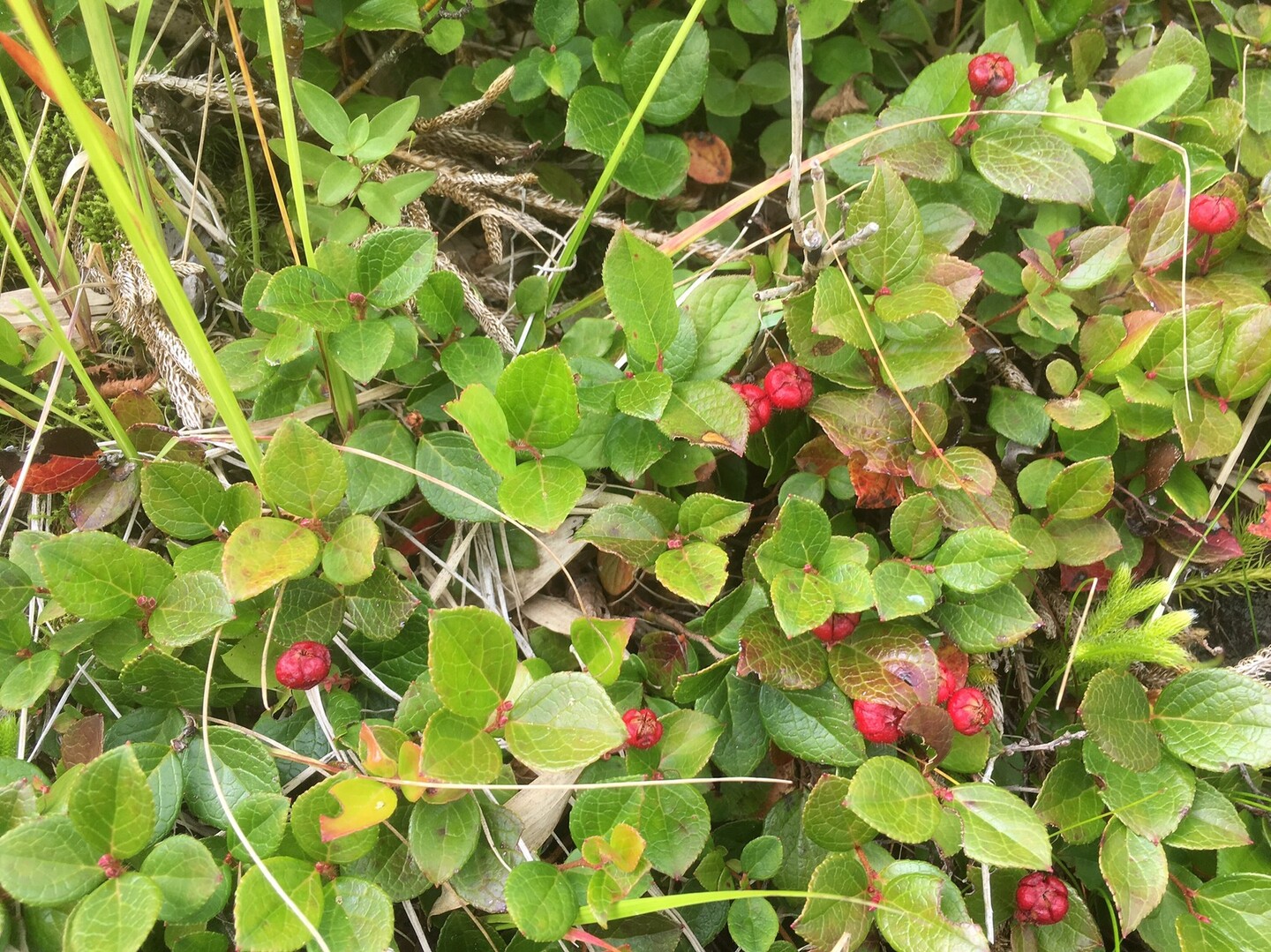 豪快に広がる越後三山縦走の写真