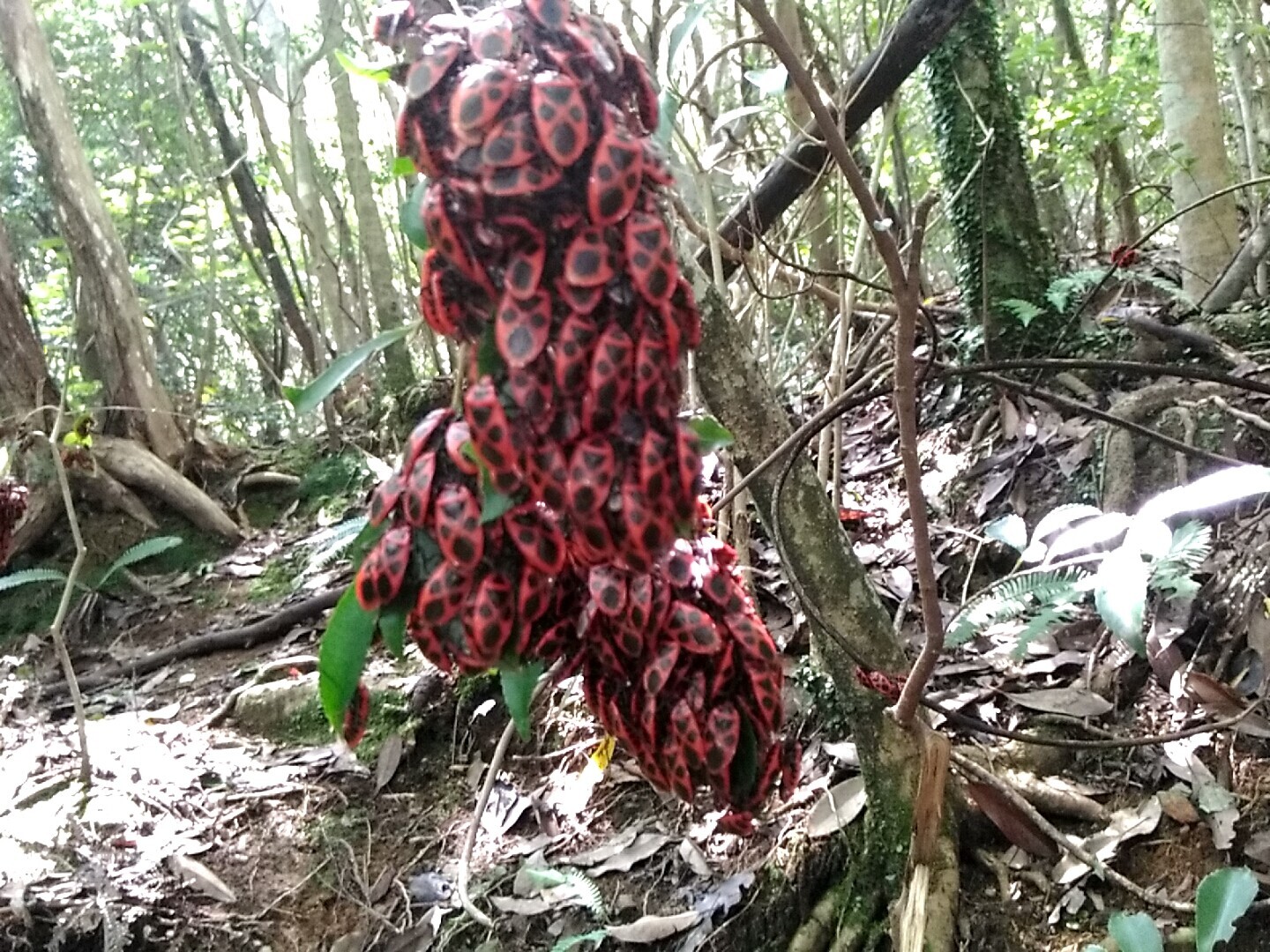 薮と蜘蛛の巣の下山路 かえりんさんの高良山 発心山 鷹取山の活動日記 Yamap ヤマップ