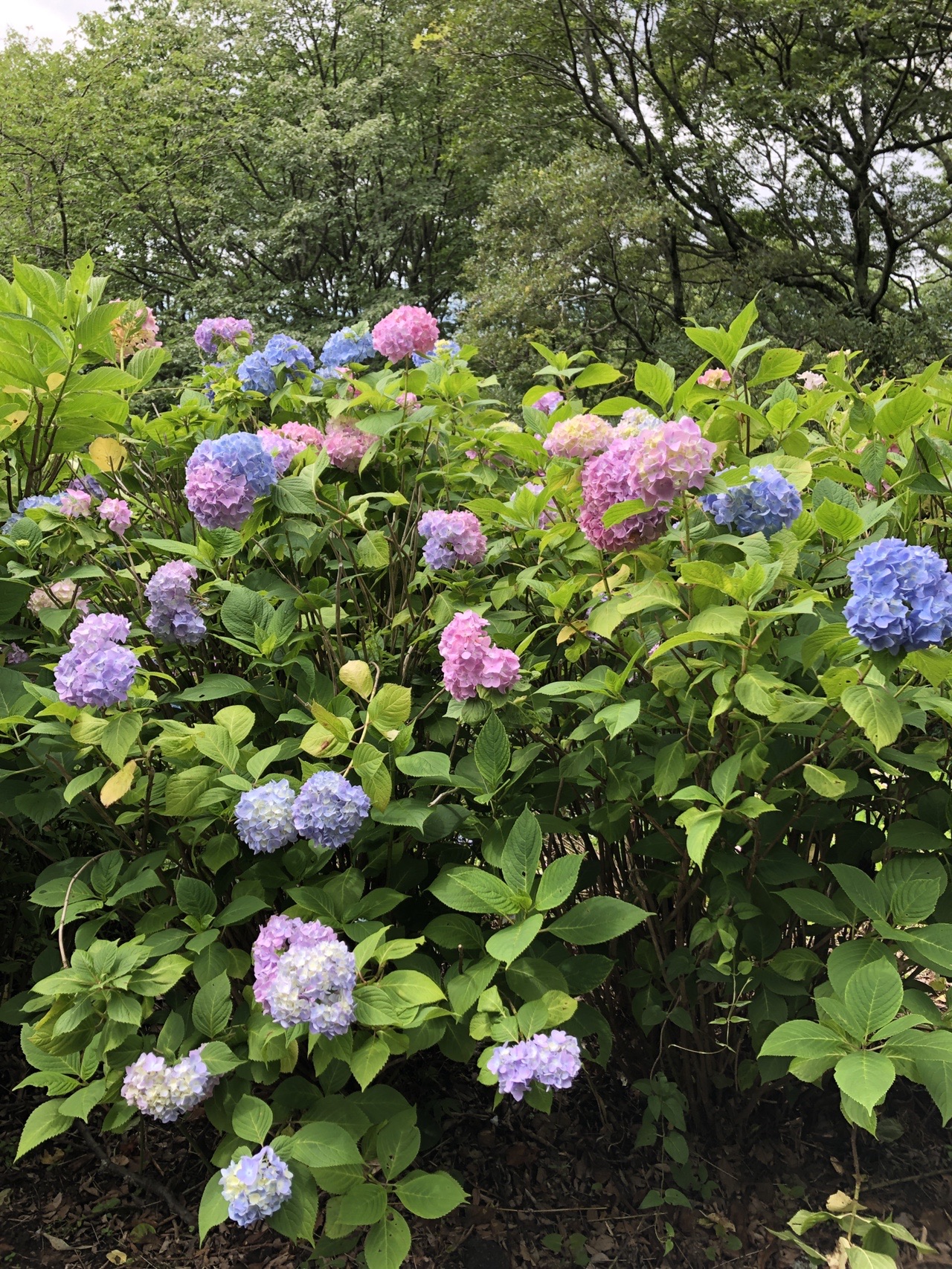 生駒山 紫陽花園 テラさんの生駒山 神津嶽 大原山の活動データ Yamap ヤマップ