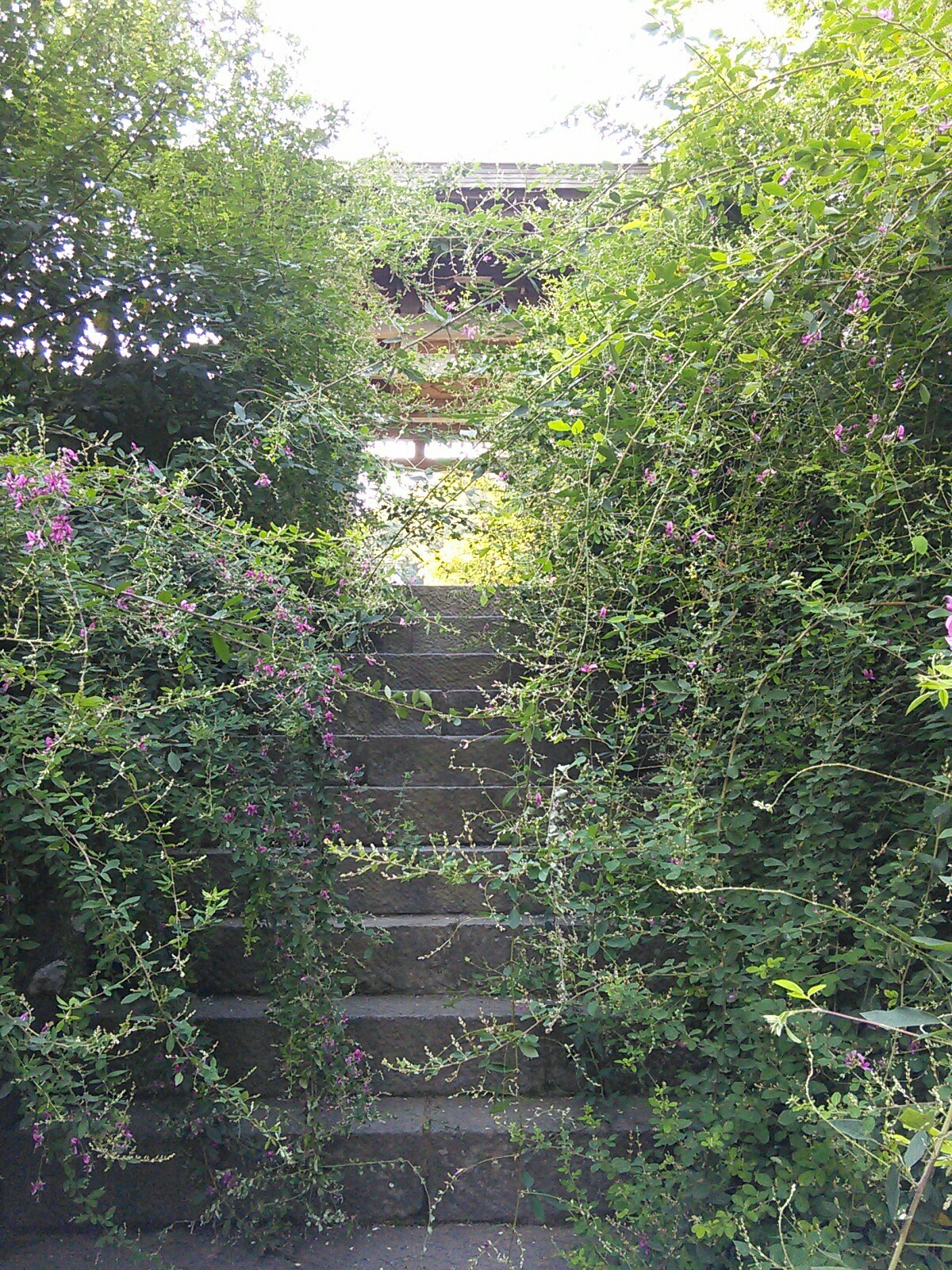 鎌倉9 鎌倉の秋 源氏山 萩のお寺 海蔵寺 宝戒寺 Ryuyuさんの鎌倉アルプス 大平山 天台山 の活動日記 Yamap ヤマップ