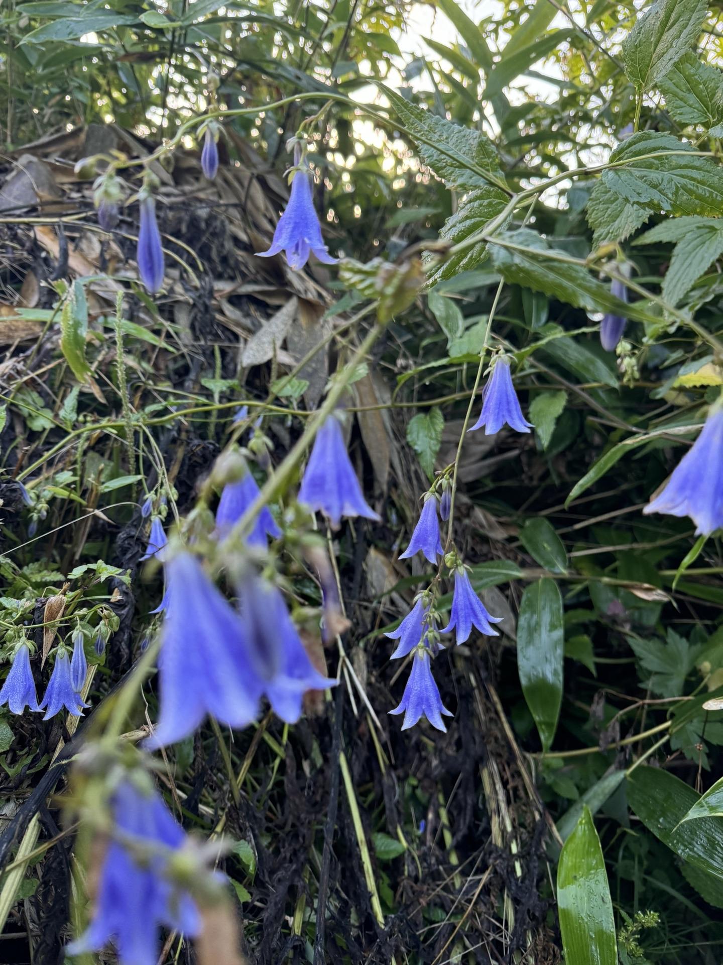 ソバナ？