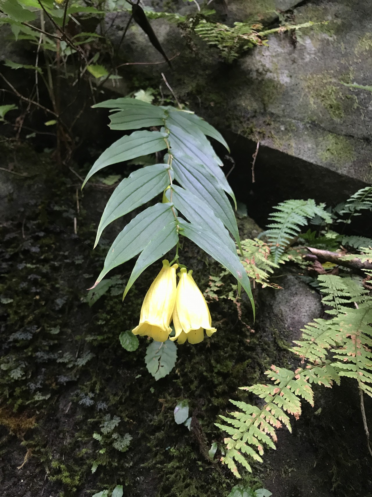 この時期 ここでしか見れない花を求めて 朝霧の道の駅 地蔵峠 毛無山 雨ヶ岳 朝霧の道の駅 ポトミさんの毛無山 雨ヶ岳 竜ヶ岳の活動データ Yamap ヤマップ