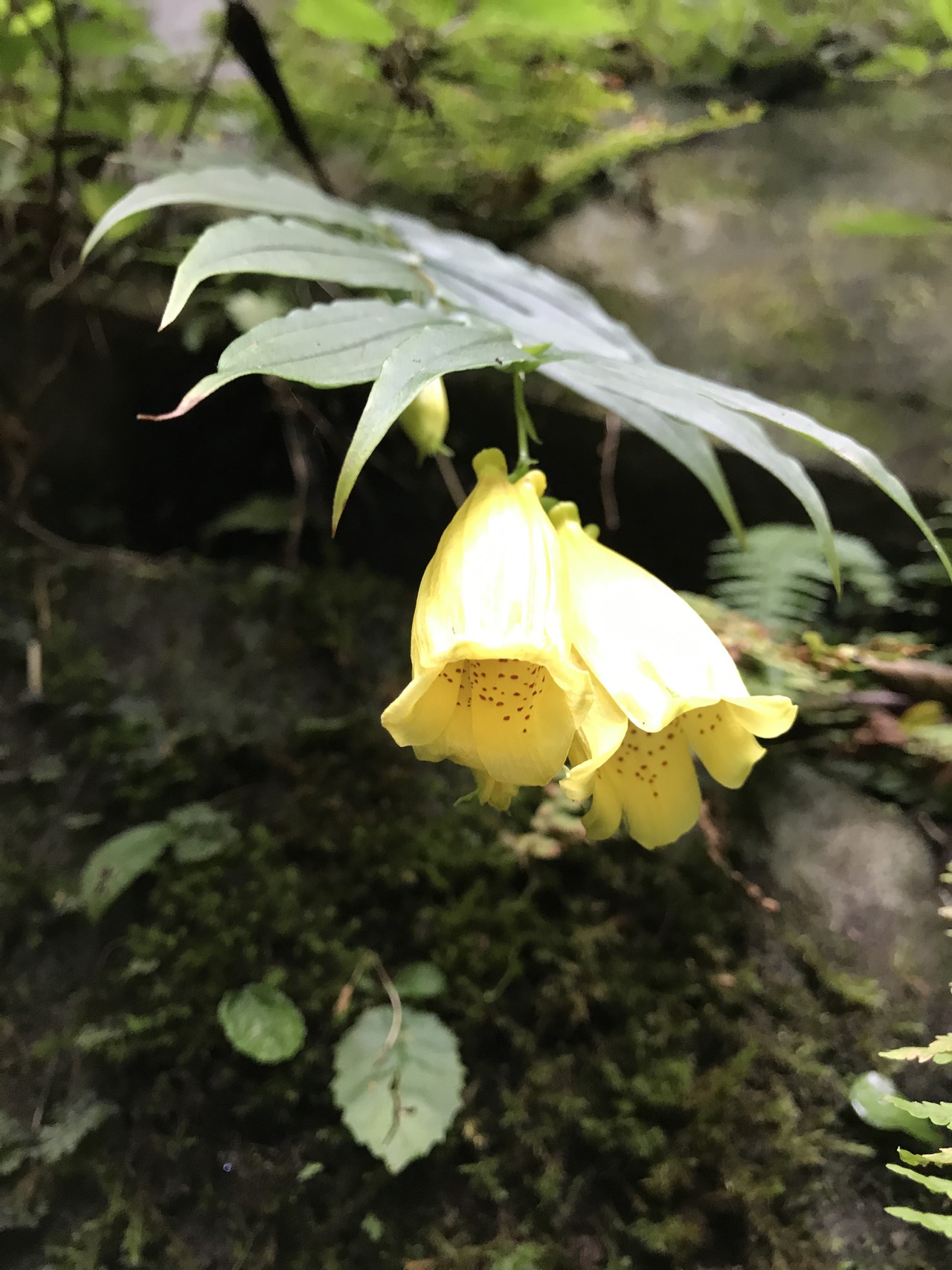 この時期 ここでしか見れない花を求めて 朝霧の道の駅 地蔵峠 毛無山 雨ヶ岳 朝霧の道の駅 ポトミさんの毛無山 雨ヶ岳 竜ヶ岳の活動データ Yamap ヤマップ