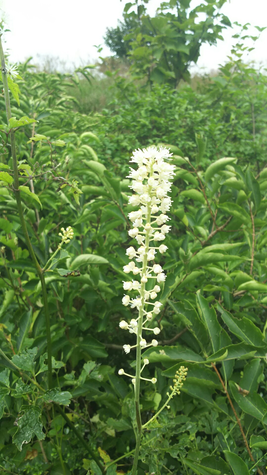 Vol 134 広島 吾妻山 3 ツルニンジンrivenge Maxさんの比婆山 立烏帽子山 吾妻山の活動日記 Yamap ヤマップ