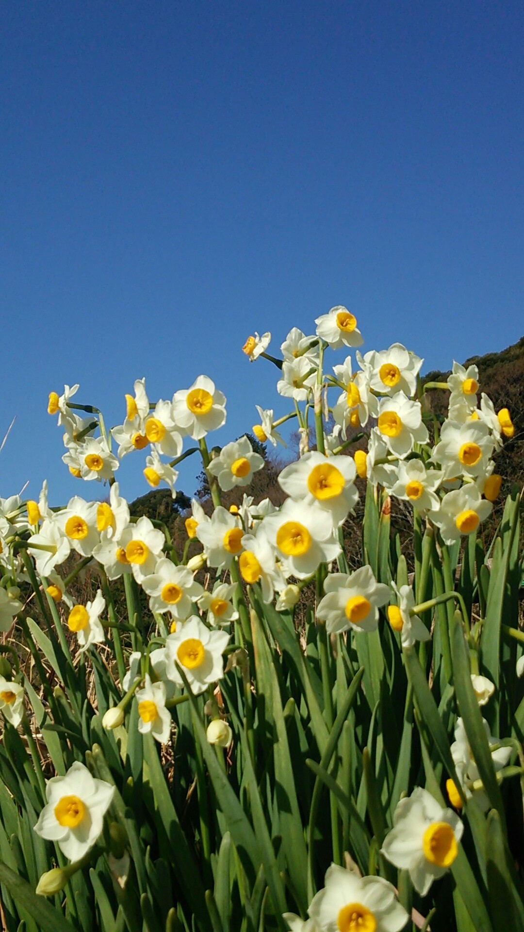 水仙ロード 鋸南町 なむちぇさんの鋸山 千葉県 の活動データ Yamap ヤマップ