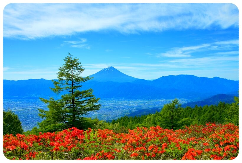 レンゲツツジの甘利山 とっとこさんの鳳凰山 地蔵岳 観音岳 薬師岳の活動データ Yamap ヤマップ