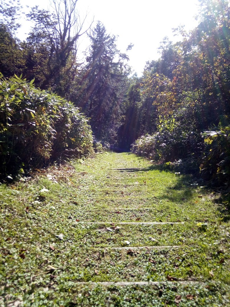 旭川21世紀の森 中鶴根山 秋の山キャンプは寒い はりゅさんさんの旭川市の活動データ Yamap ヤマップ