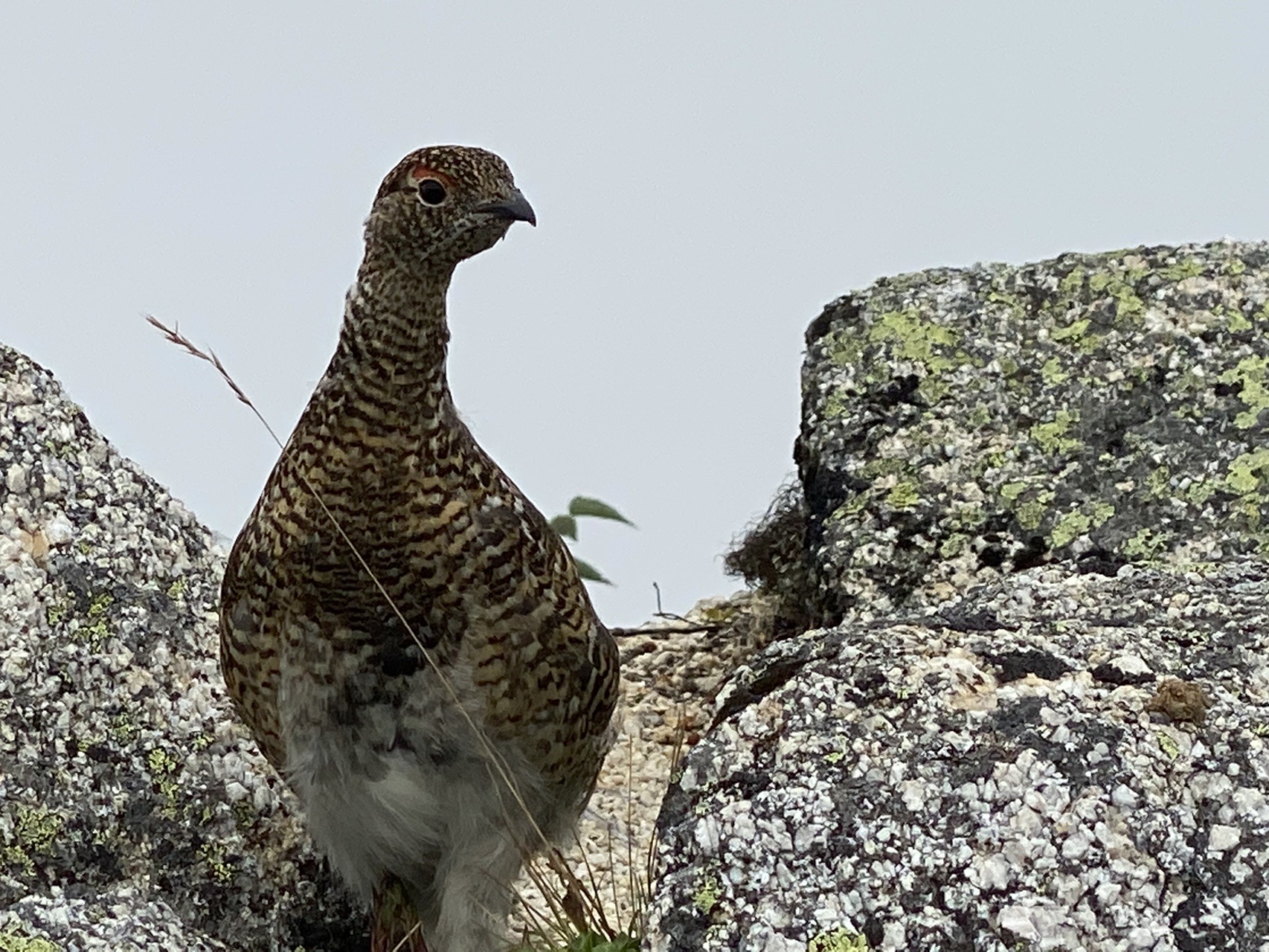 合戦山 燕岳 北燕岳 雷鳥に会えた おーちゃんさんの燕岳 餓鬼岳 唐沢岳の活動データ Yamap ヤマップ