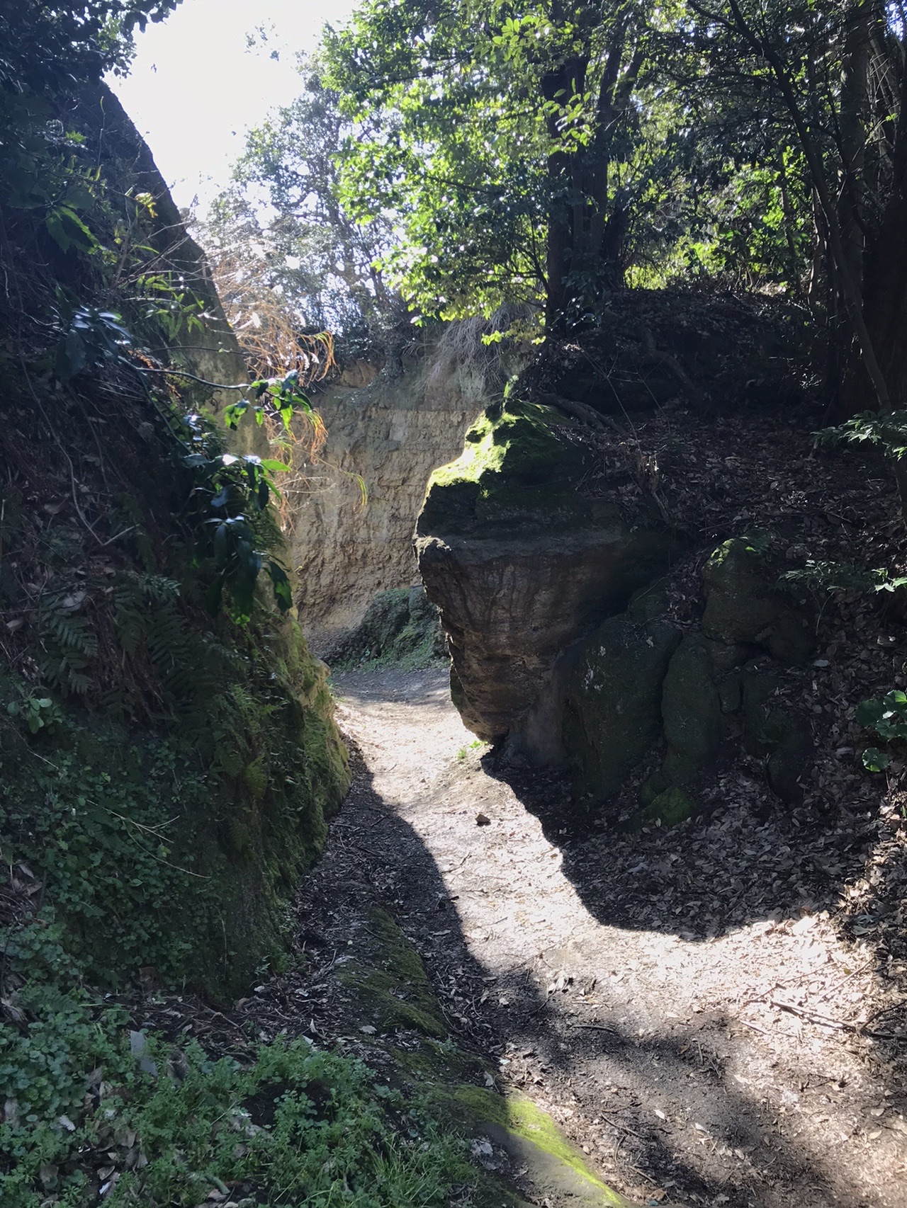 02 23 逗子 名越切通 衣張山 鎌倉 どらごんさんの鎌倉アルプス 大平山 天台山 の活動データ Yamap ヤマップ
