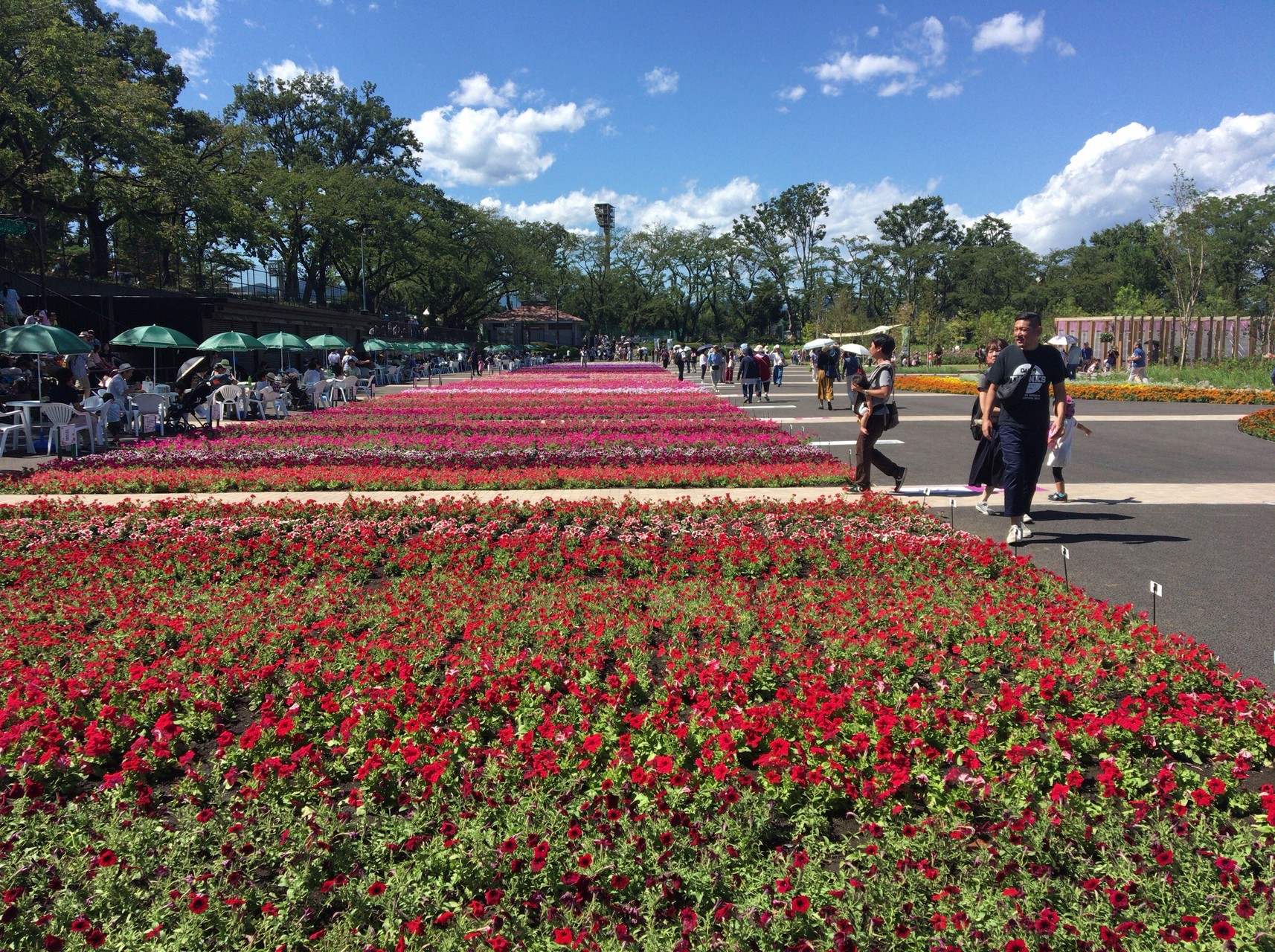 Jr駅からハイキング 八王子緑化フェア エル丸さんの八王子市の活動データ Yamap ヤマップ