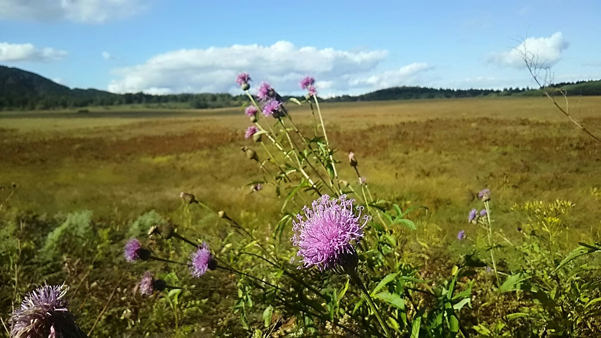 霧ヶ峰 七島八島 物見岩 蝶々深山 車山 七島八島 みりさんの霧ヶ峰 車山 大笹峰の活動データ Yamap ヤマップ