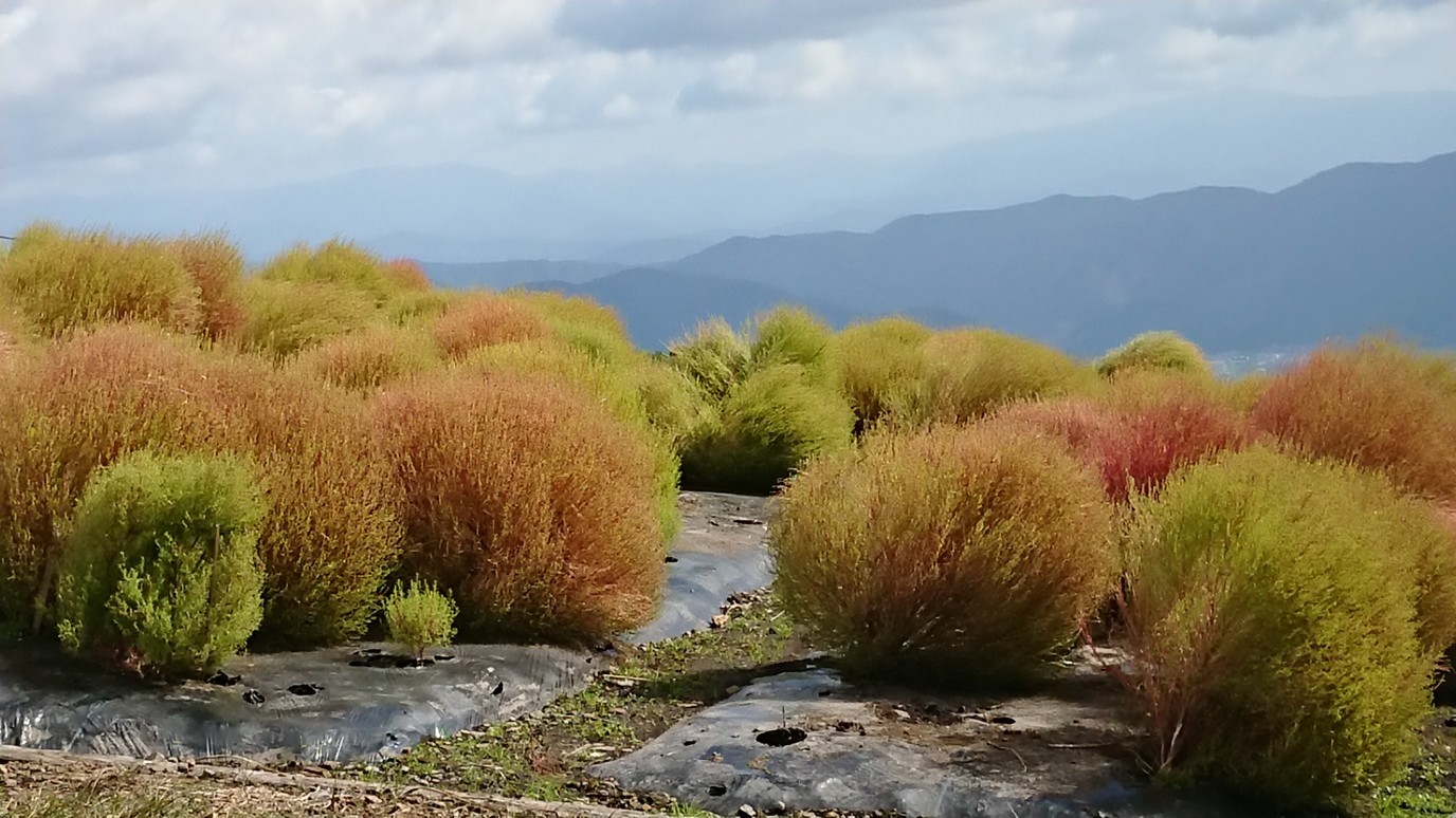 箱館山から淡海湖 処女湖 へ はまさんの三国山 福井県 滋賀県 乗鞍岳 赤坂山の活動データ Yamap ヤマップ