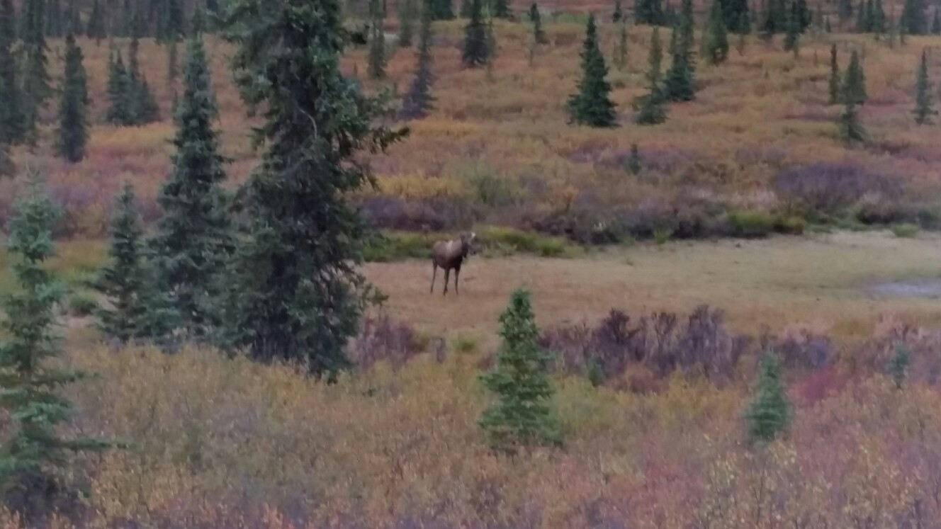 アラスカハイキング旅行 たこ姫さんの東京都23区 北エリアの活動日記 Yamap ヤマップ