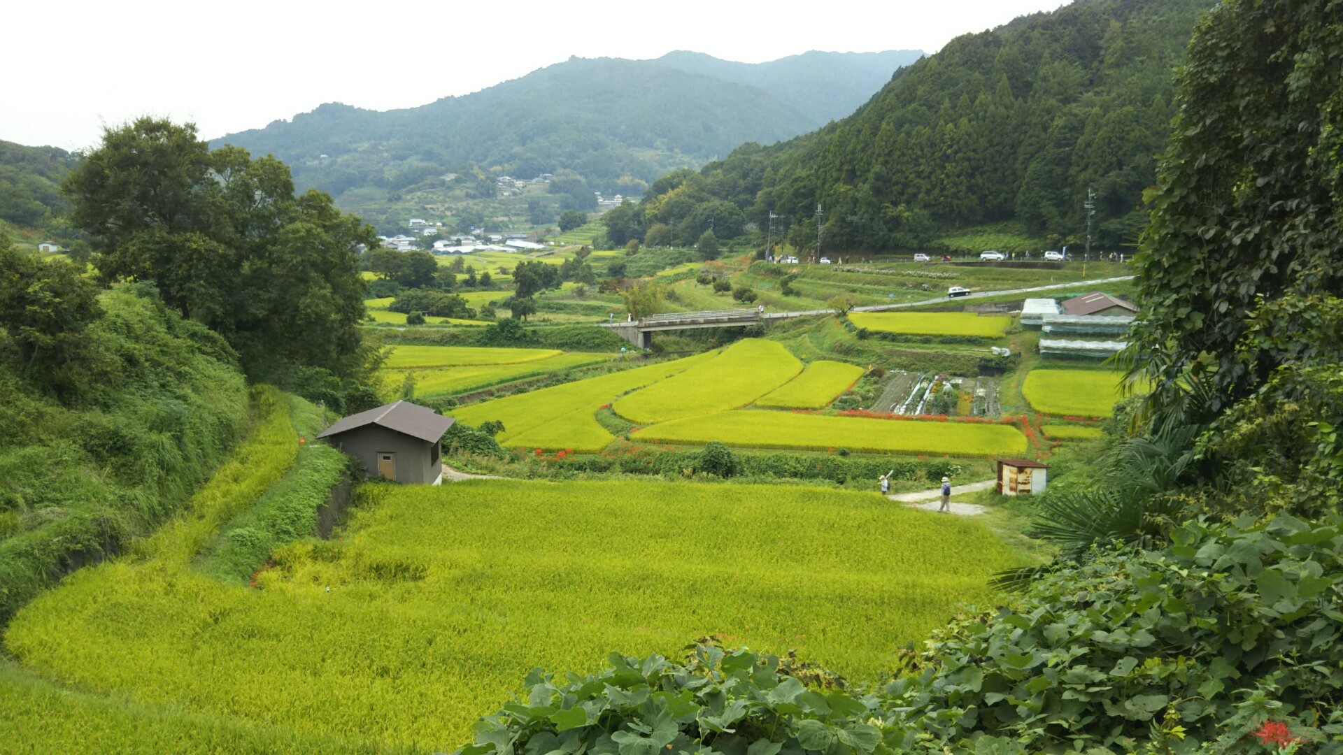 高取山から稲渕の棚田めぐり Hacoさんの高取山 奈良県 の活動データ Yamap ヤマップ