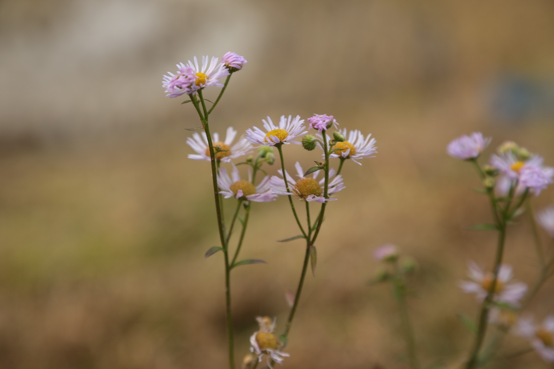 木六山・銀次郎山 健気に咲いてました