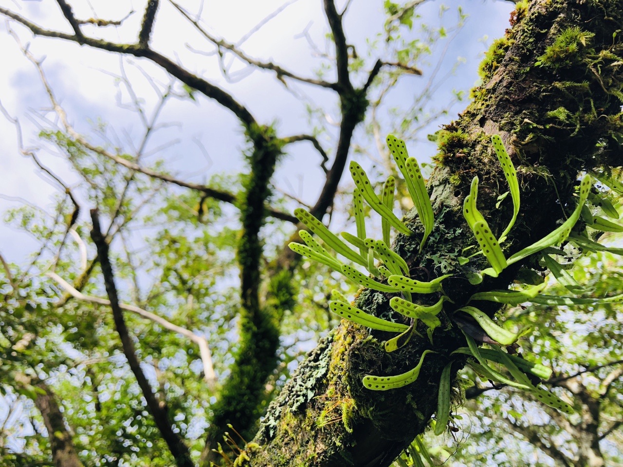 何やら怪しげな葉っぱが...😱