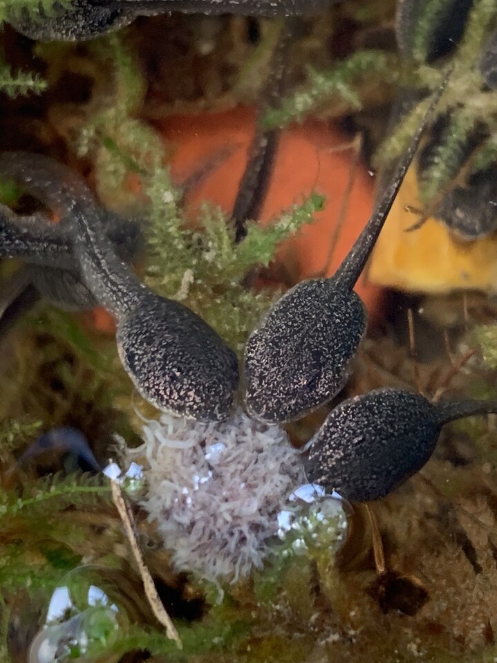 牧水と 猫とおたまじゃくし 日向市の写真30枚目 こちらは並んで仲良く乾燥ミジンコ食事中 Yamap ヤマップ