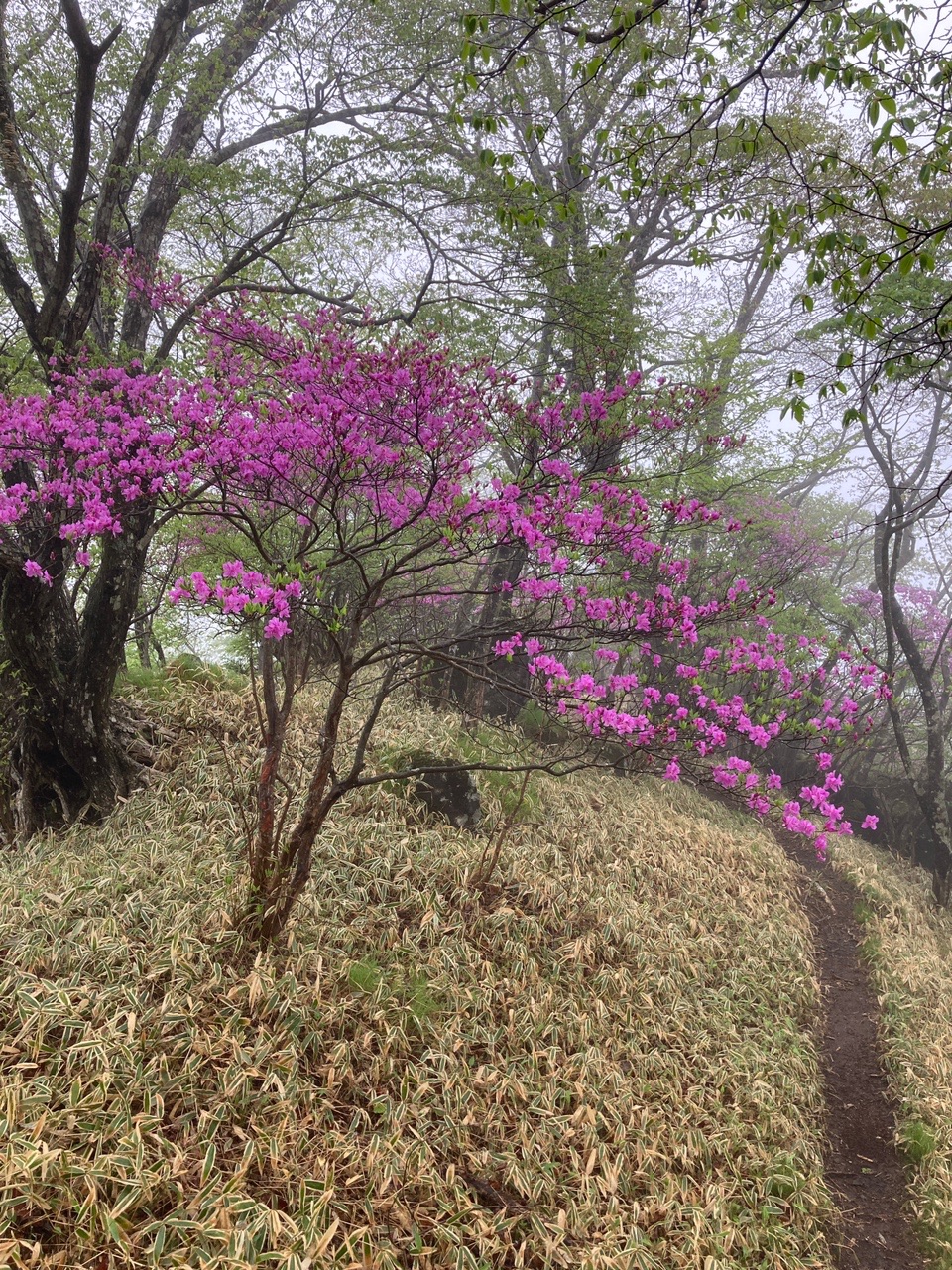 赤城山 つつじヶ峰 よっちゃんさんのヤマノススメ巡礼マップ 赤城山 地蔵岳 の活動データ Yamap ヤマップ