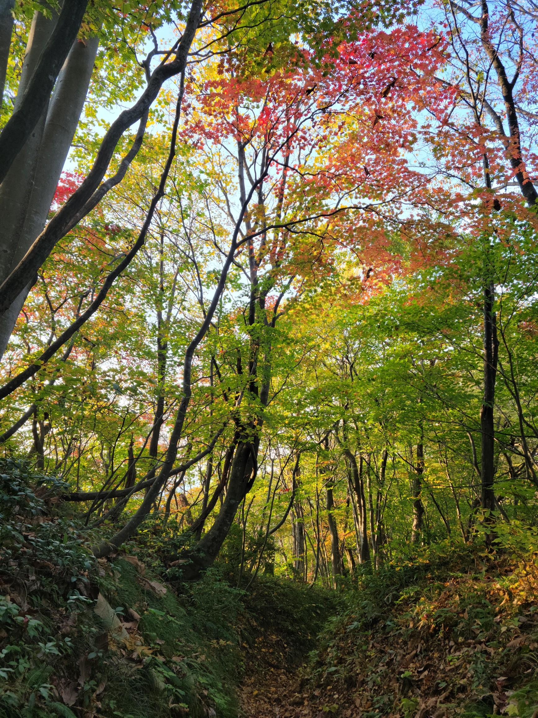 高内山 / やぶえさんの柏崎市の活動データ YAMAP / ヤマップ