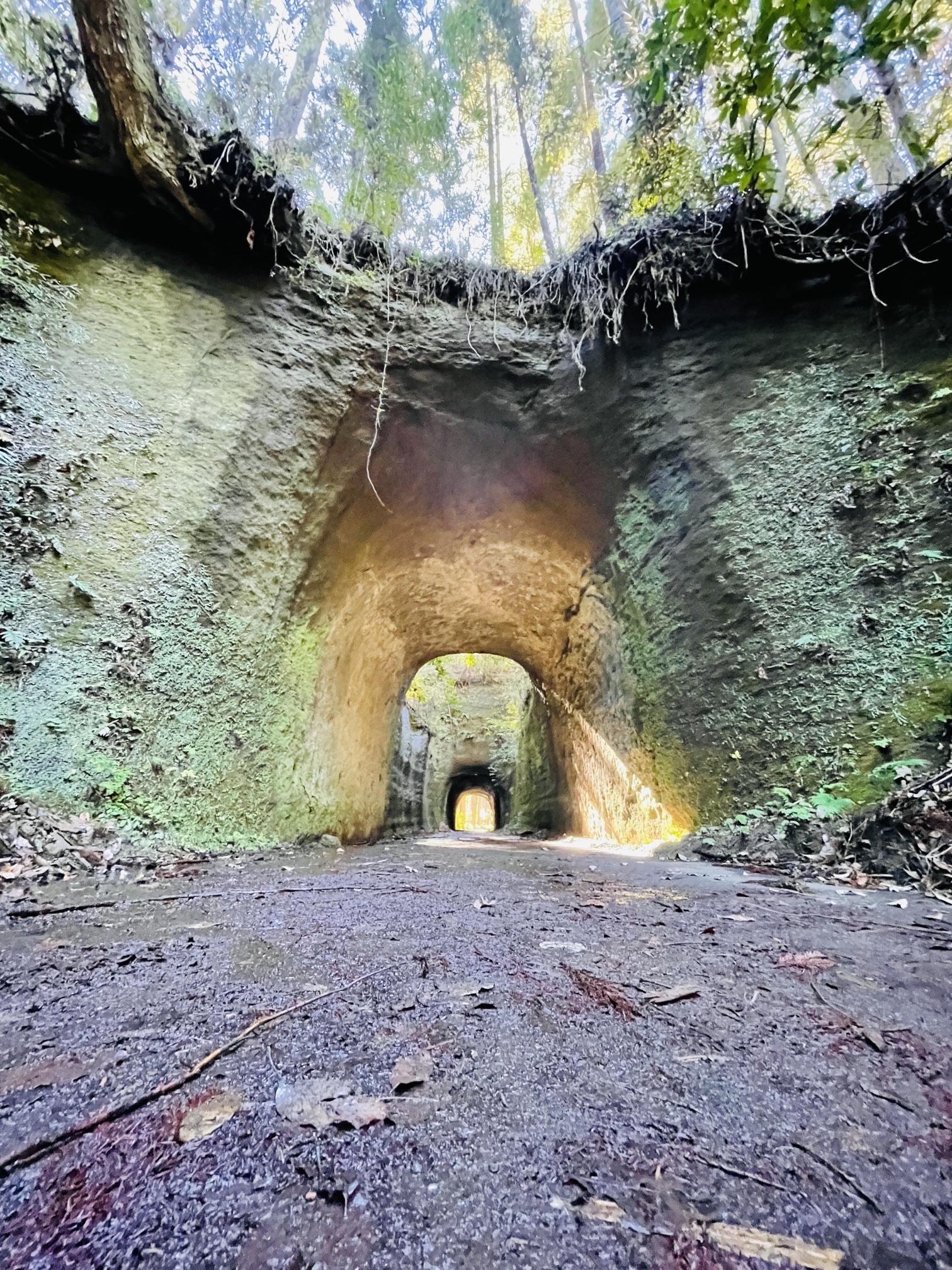 12.森のトンネル Eizan Railway - Maple Tree Tunnel (Momiji) 2/2 (Night) Kyoto