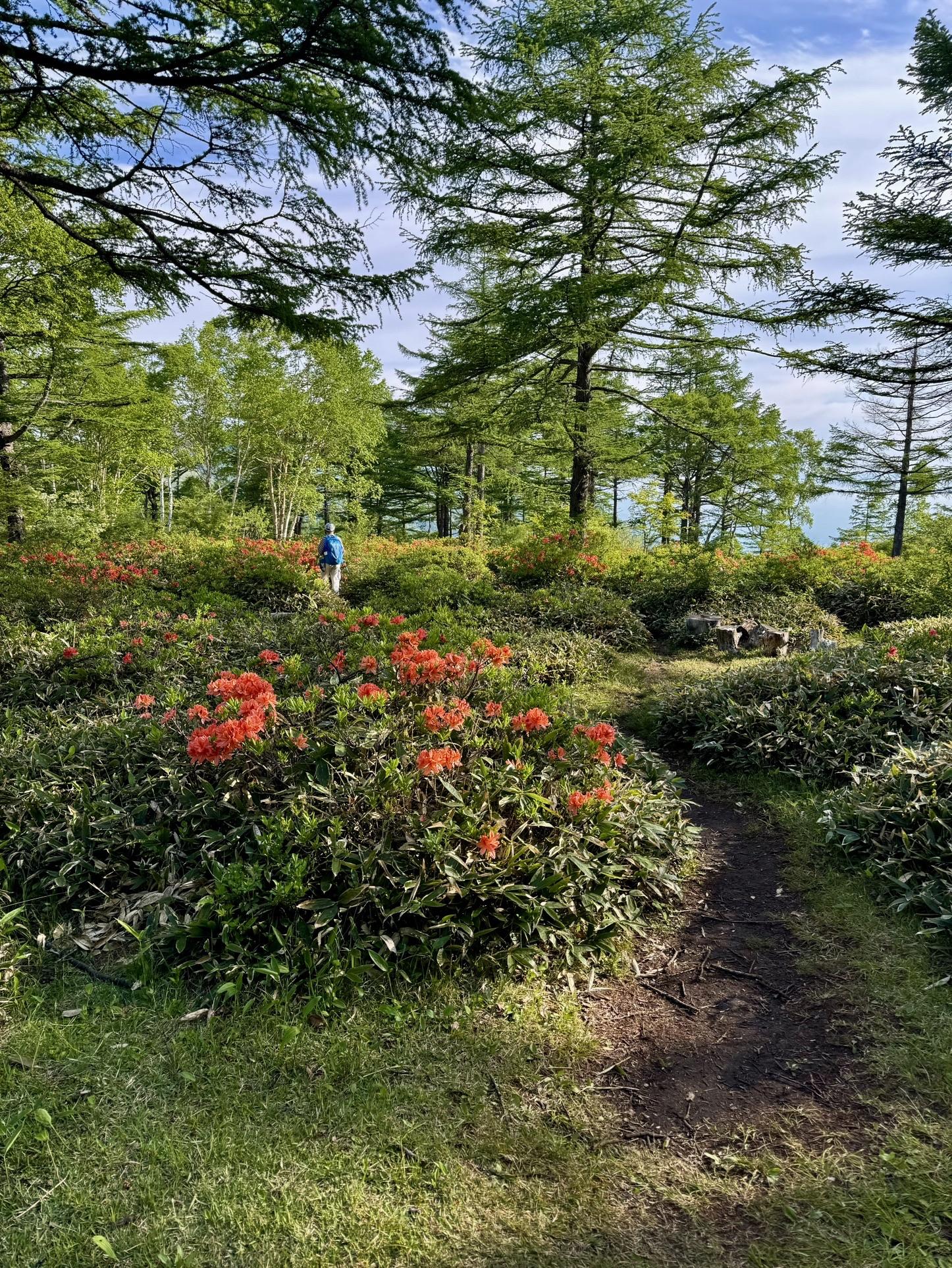 至る所でレンゲツツジ🌺群生場所があり、癒されます♪