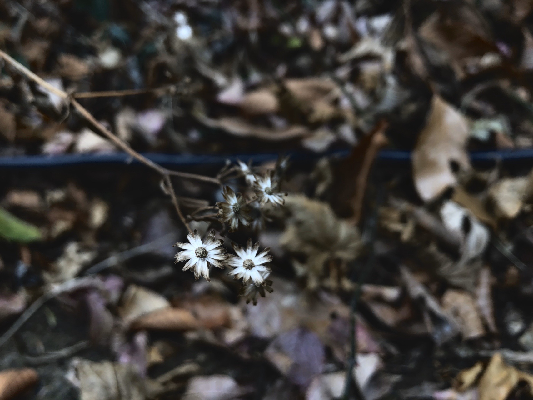 高尾山 De マルタイトマト拉麺 19 12 30 さくーんさんの高尾山 陣馬山 景信山の活動日記 Yamap ヤマップ
