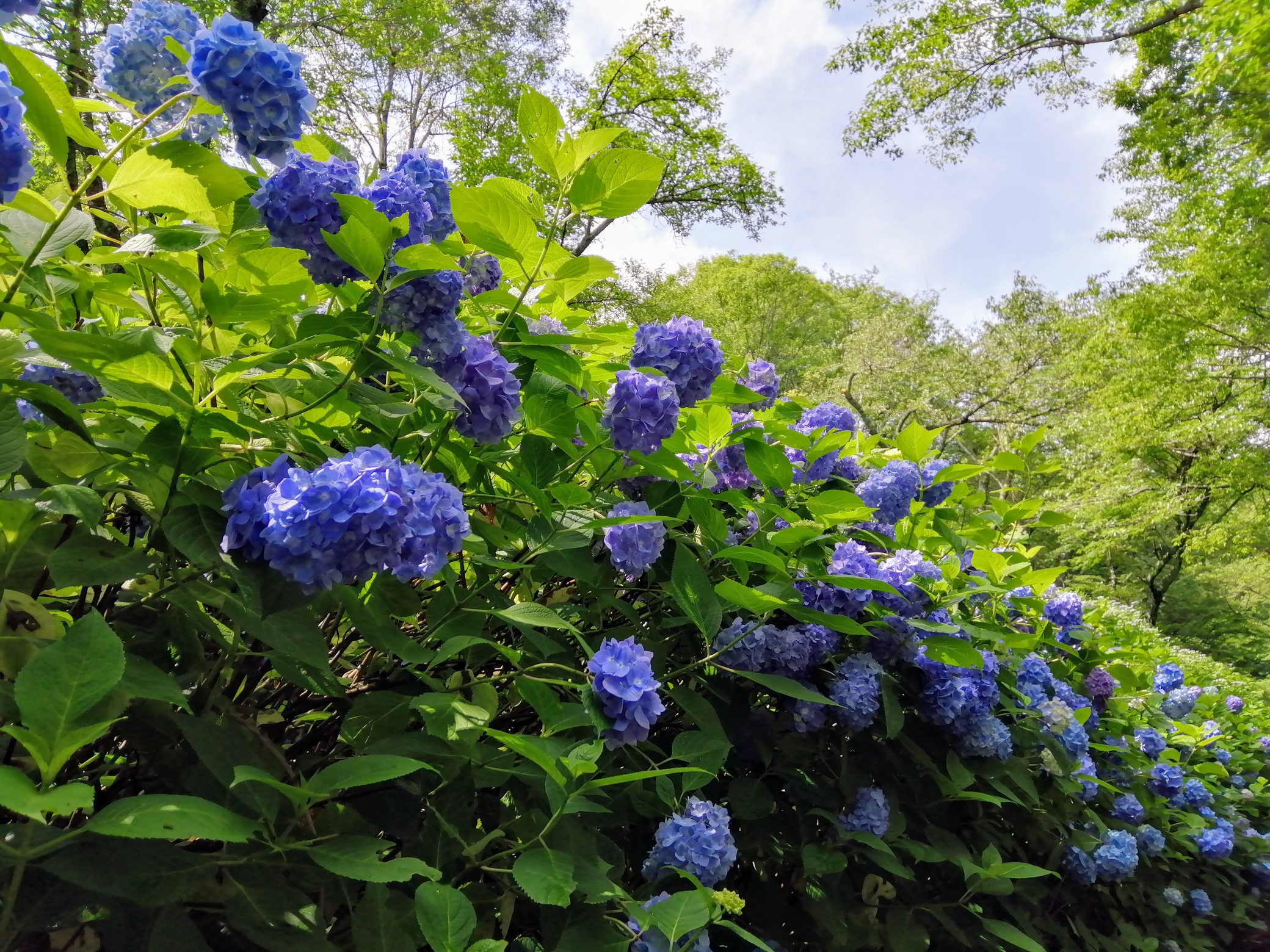 生駒山 あじさい園 06 G Fieldさんの生駒山 神津嶽 大原山の活動データ Yamap ヤマップ