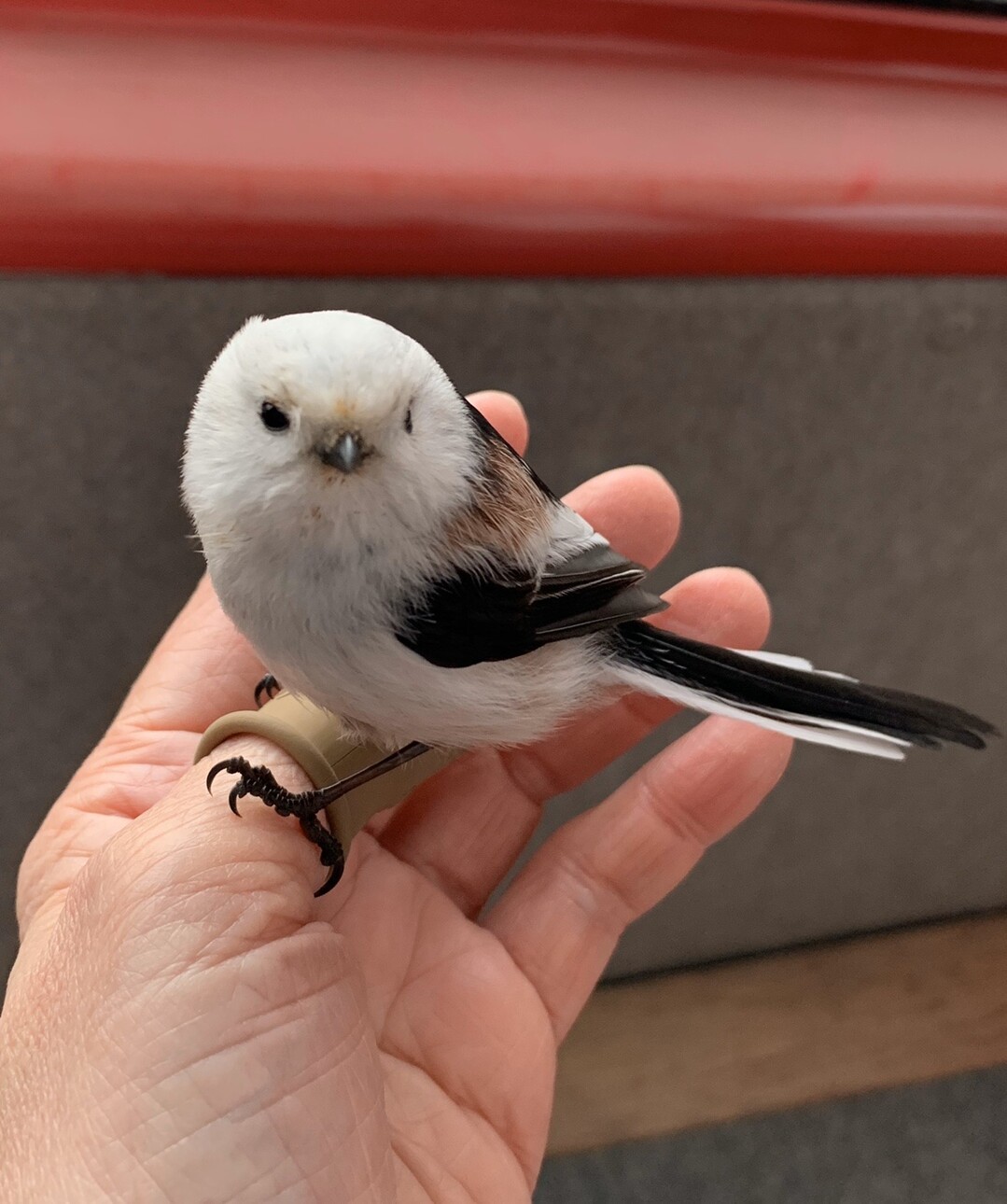 手乗りシマエナガ