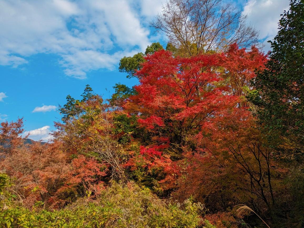 加茂山 / ほっちゃんタローさんの加茂山・高峰ノ森の活動データ YAMAP / ヤマップ