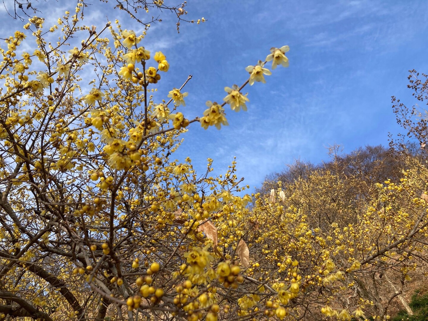 桜山公園 蝋梅 Yokuさんの 金鑚御嶽山の活動データ Yamap ヤマップ