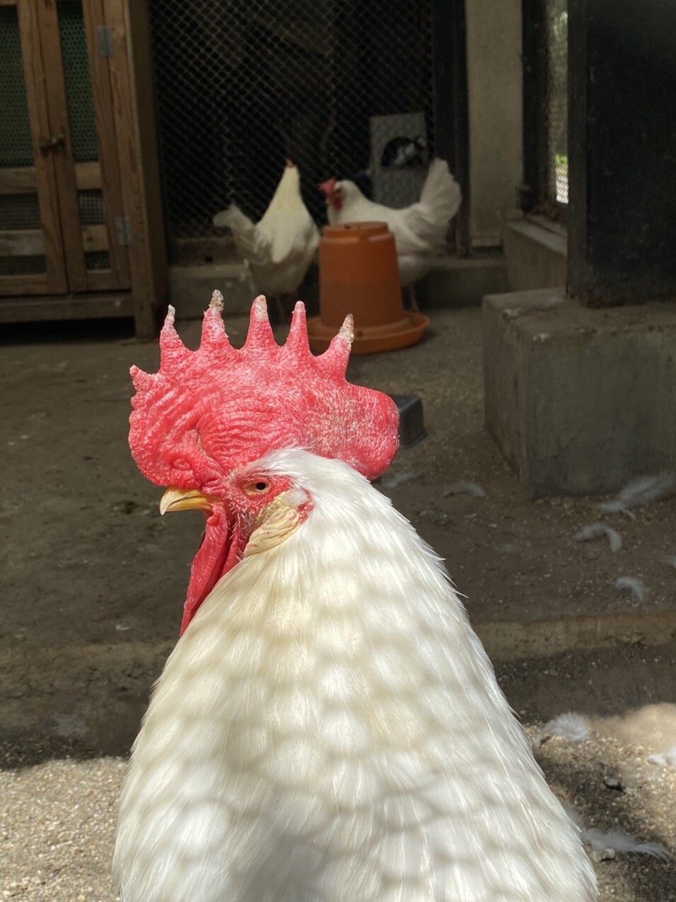 タツノオトシゴロのページ | YAMAP / ヤマップ