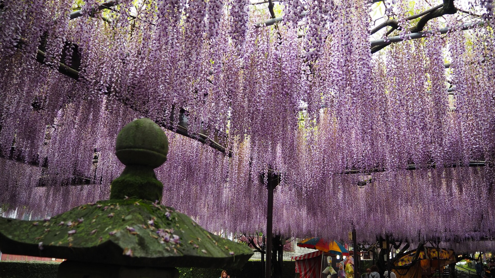 黒木の大藤 今日は午前中あまりよろし イチさんのモーメント Yamap ヤマップ