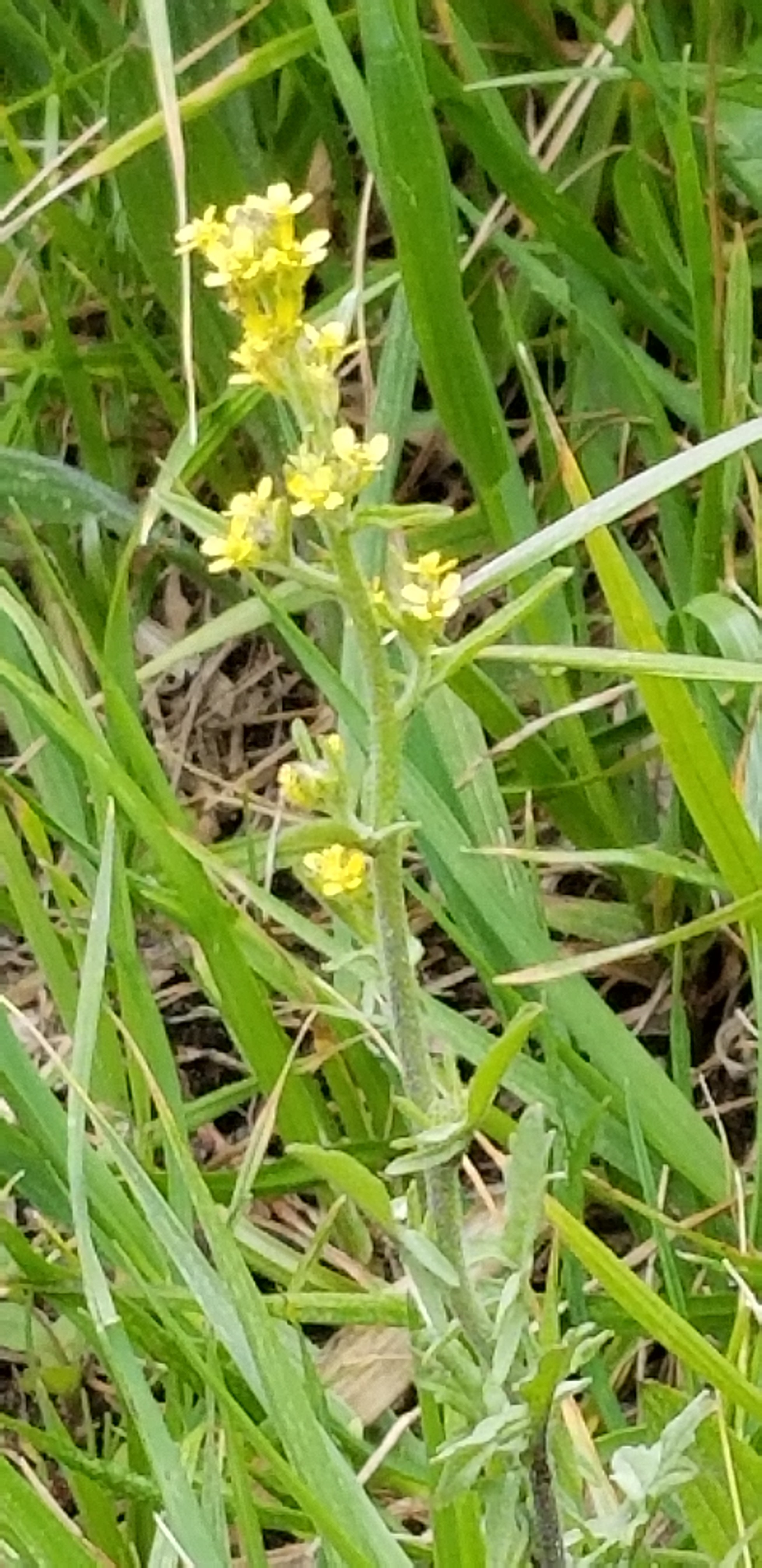 江戸川ハイキング 野草をたずねて ヤマカズさんの松戸市の活動日記 Yamap ヤマップ