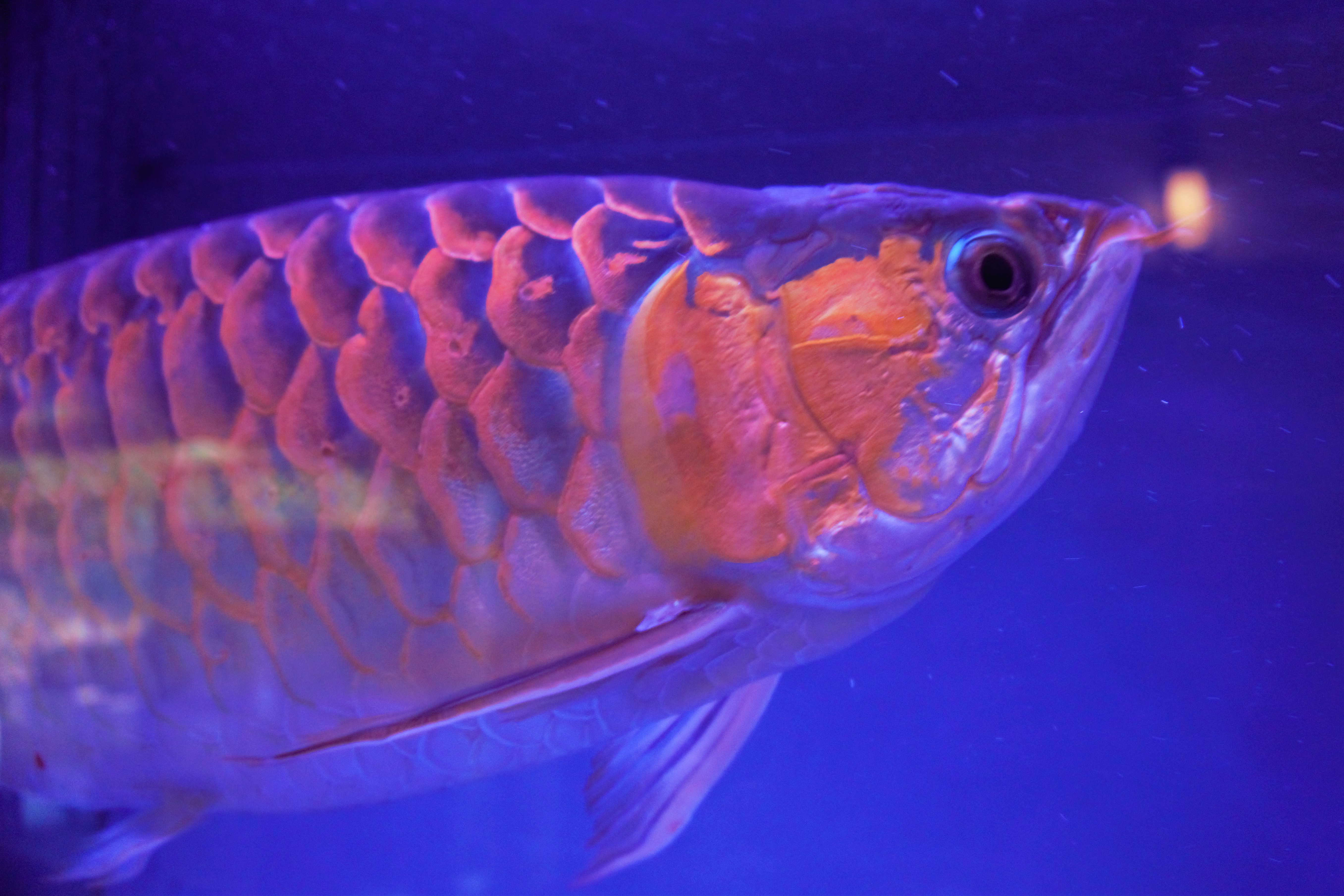 九州13日目 別府地獄めぐり あずきさんの別府市の活動日記 Yamap ヤマップ