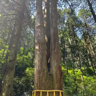 ちなみに茨城県で選定されてるのは
この三本杉だけとのこと

周りにもたくさんの大樹があって
木々の間から射しこむ
太陽の光がとても神秘的😊