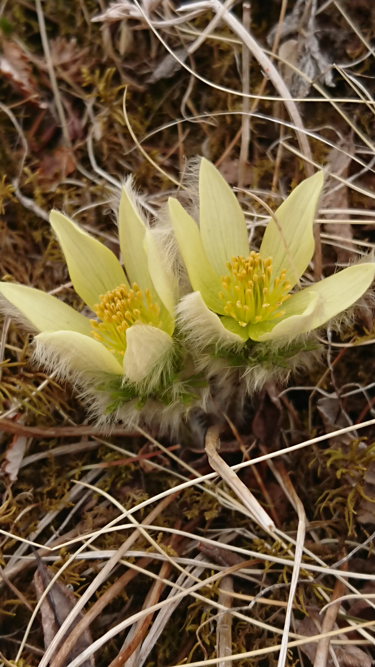 ホテイラン ツクモグサを求めて南八ヶ岳 19 06 02 横須賀の漁師さんの八ヶ岳 赤岳 硫黄岳 天狗岳 の活動データ Yamap ヤマップ