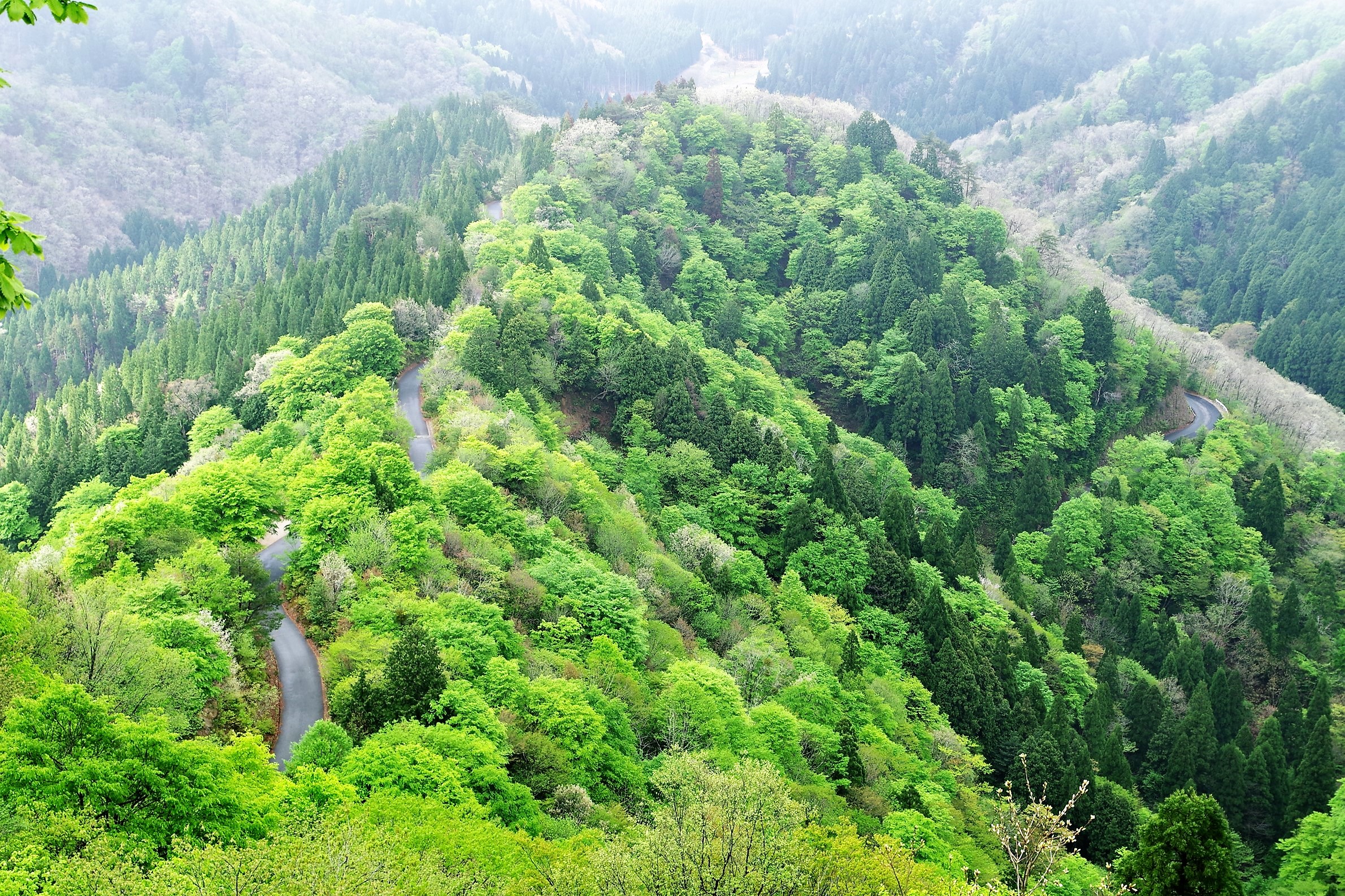 絶景のつもりが真っ白 おにゅう峠 百里ヶ岳 05 05 Pentaboyさんの百里ヶ岳 三国岳の活動データ Yamap ヤマップ