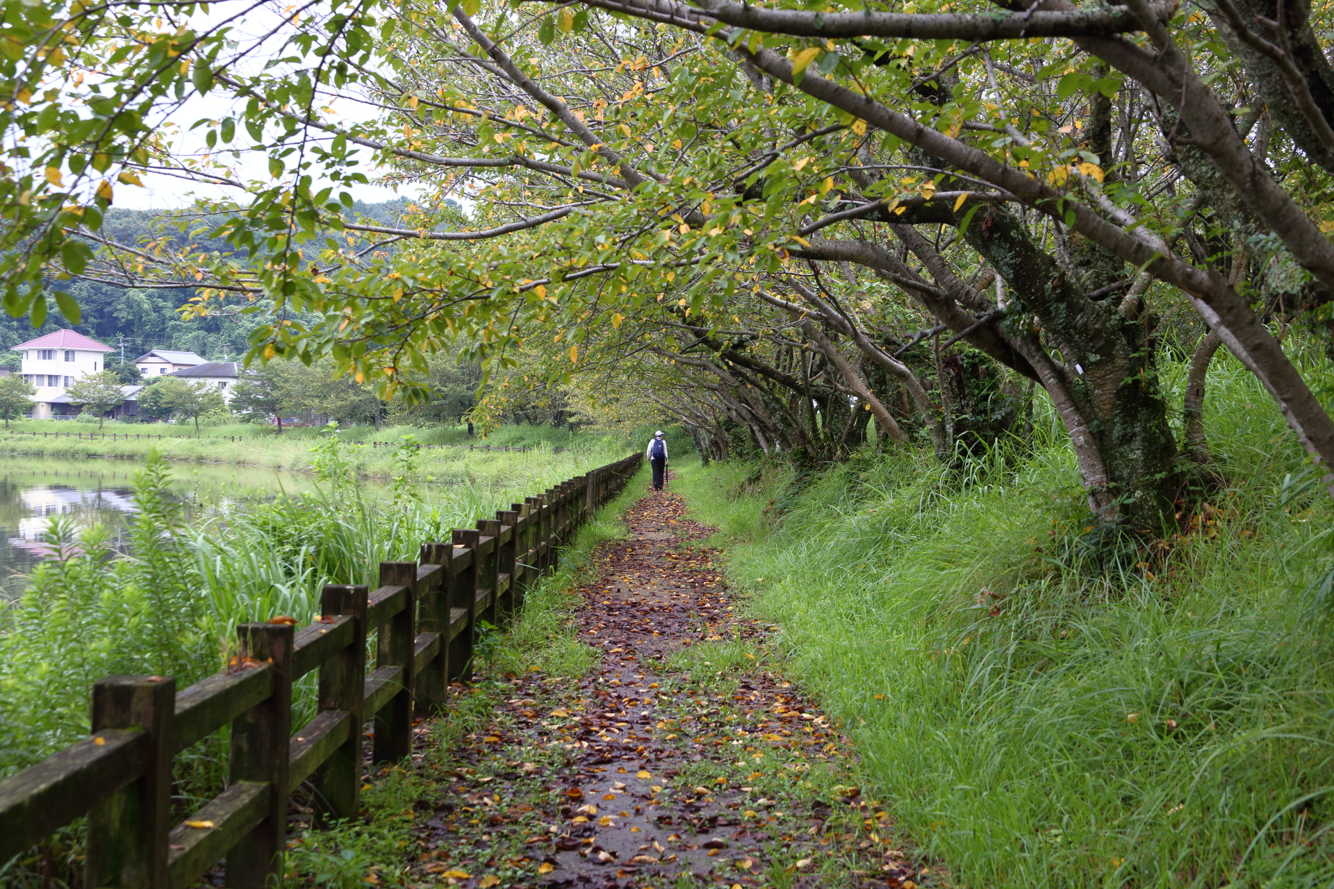 立岡自然公園ウオーキング Yavさんの白山 大岳 雄岳の活動データ Yamap ヤマップ