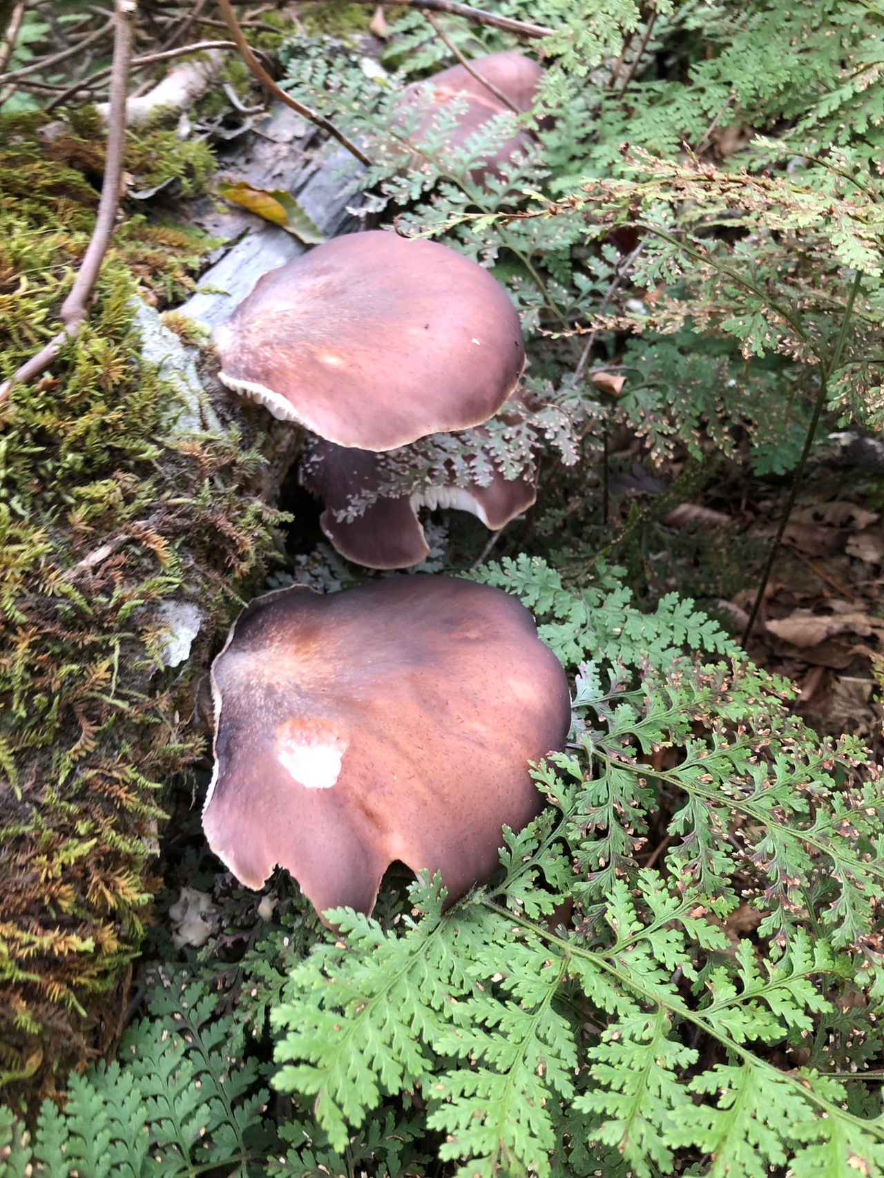 第49巻 おもて山 大人げない たかやん さんのハイキングの活動日記 Yamap ヤマップ