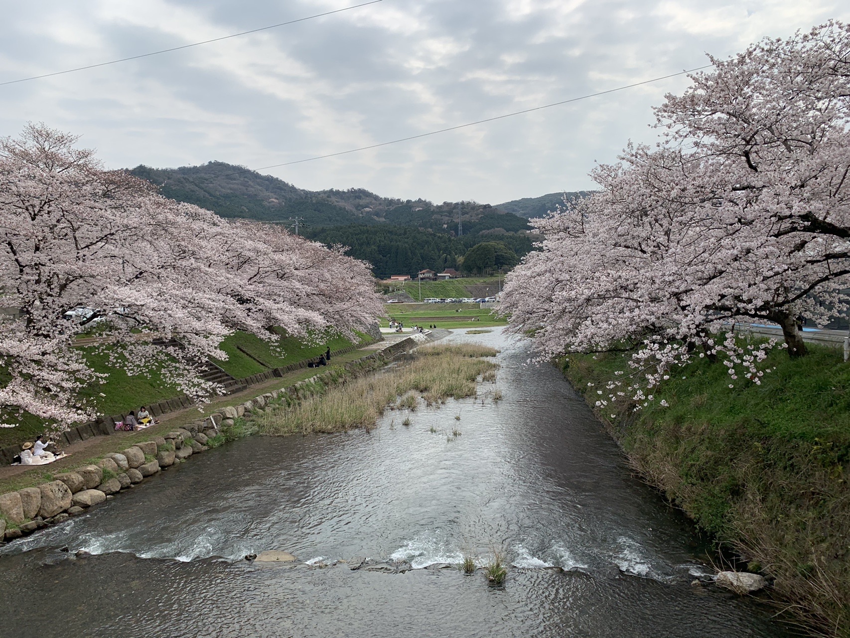 桜山南原寺 枝垂れ桜 みややんさんの桜山 山口県美祢市 の活動データ Yamap ヤマップ
