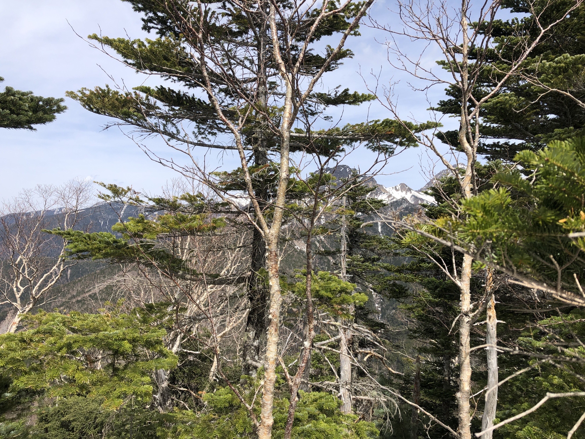 赤岳は、木々の間から、