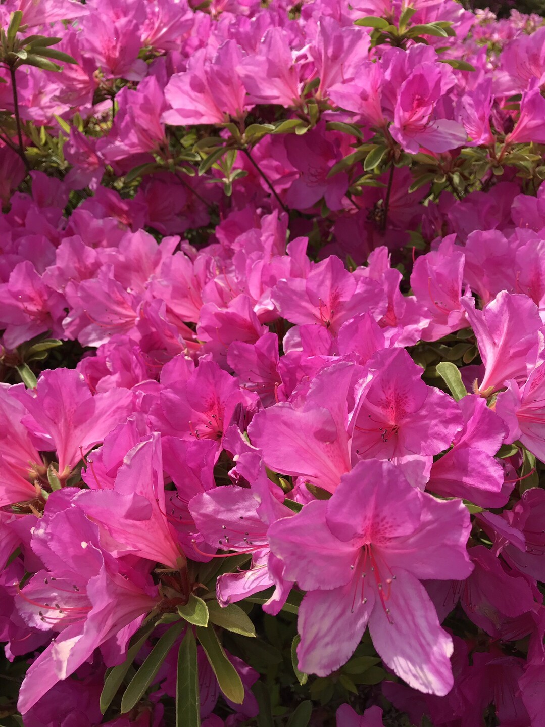 初夏の花咲く千里南公園 桃山公園へ 六個山 鉢伏山 明ヶ田尾山 五月山の写真2枚目 サツキ 花期5 6月 ツツジより遅めに咲 Yamap ヤマップ