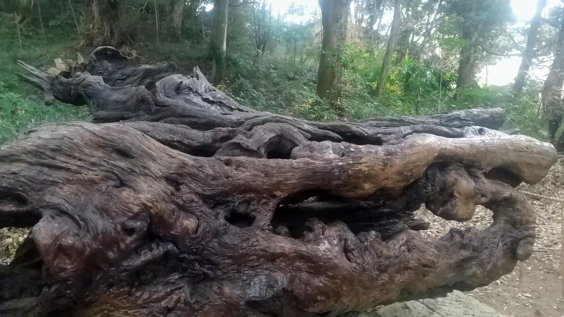 泉神社の泉龍木 / さまるさんの日立アルプストレイル・神峰山（神峯山）の活動日記 YAMAP / ヤマップ