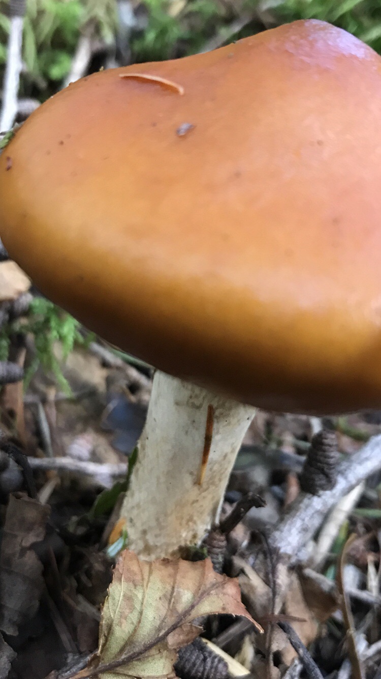 キノコの季節御殿庭富士山 19 09 25 Sabo10さんの富士山の活動日記 Yamap ヤマップ