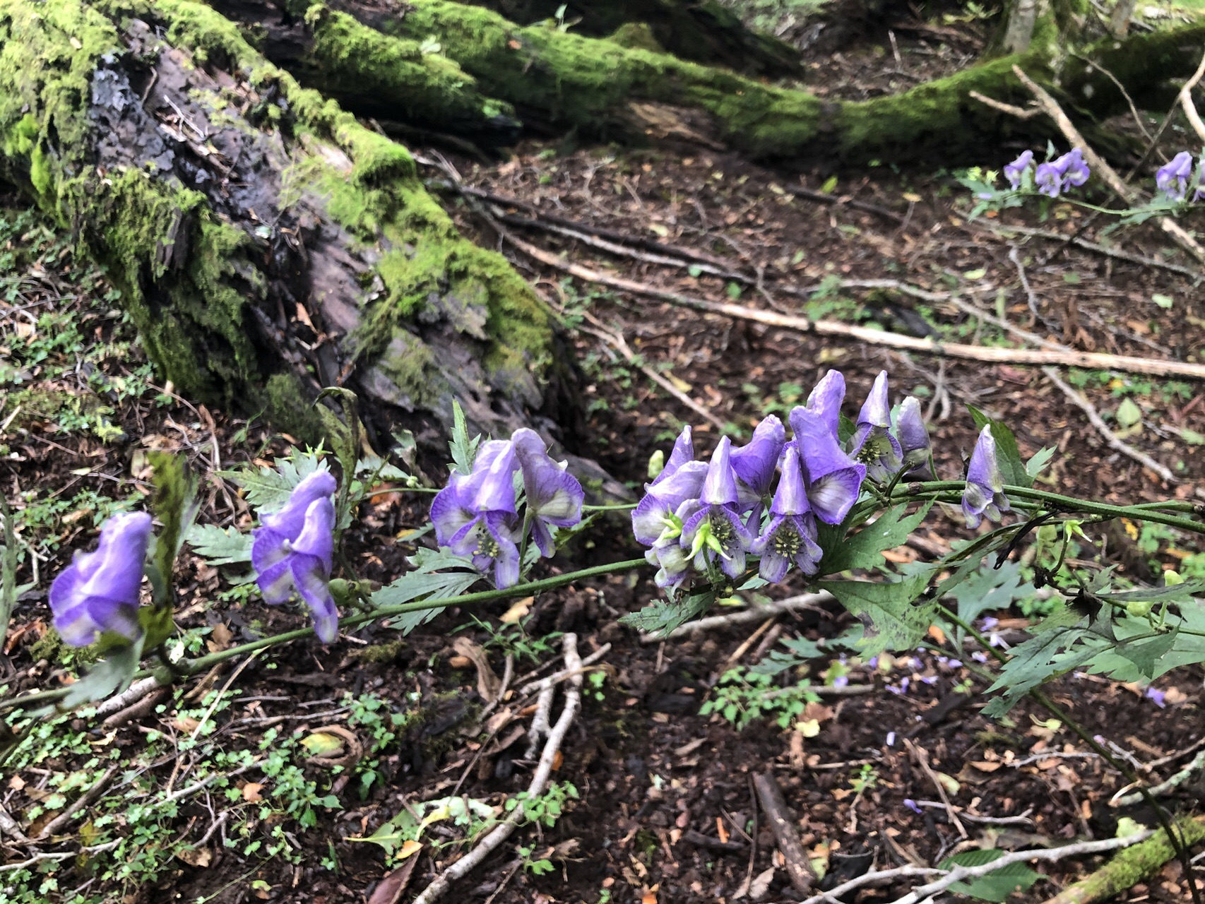 ゼウスの山 天空の花畑へ ちーちゃんさんの向坂山 三方山 天主山の活動データ Yamap ヤマップ