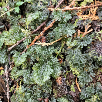 熊野古道 小辺路 コウヤコケシノブだそう