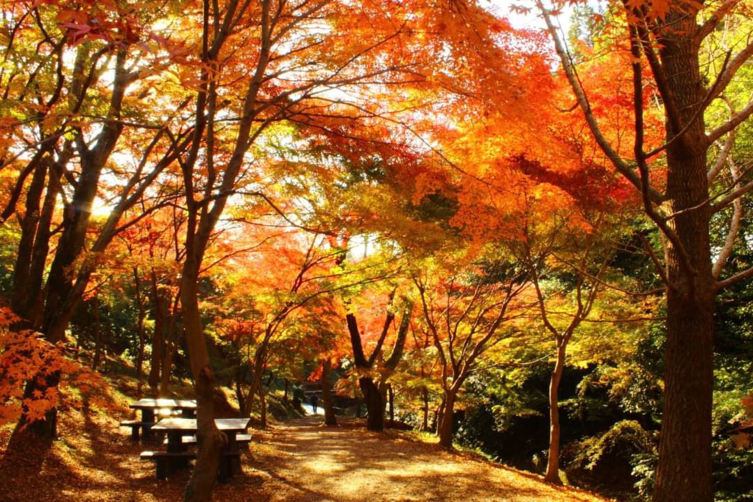 そろそろ見頃かと思い 水沢もみじ谷 へ テツさんのモーメント Yamap ヤマップ