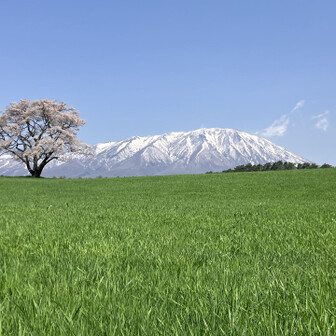 小岩井ページ 小岩井農場の一本桜〜鞍掛山 ハイキング / ほっしーさんの岩手山・黒