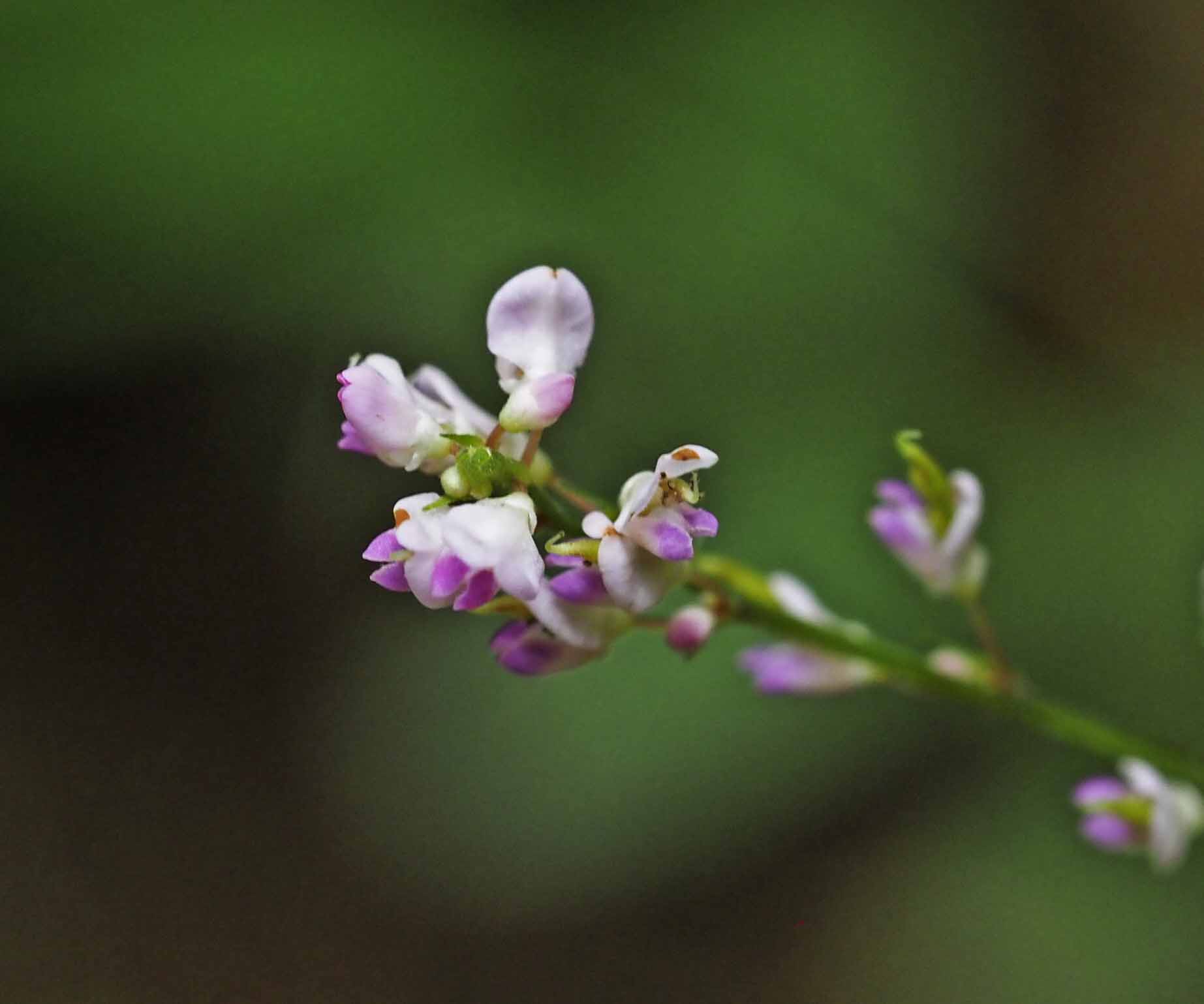 二丈岳の秋の野花 せきちゃんさんの二丈岳 十坊山の活動データ Yamap ヤマップ